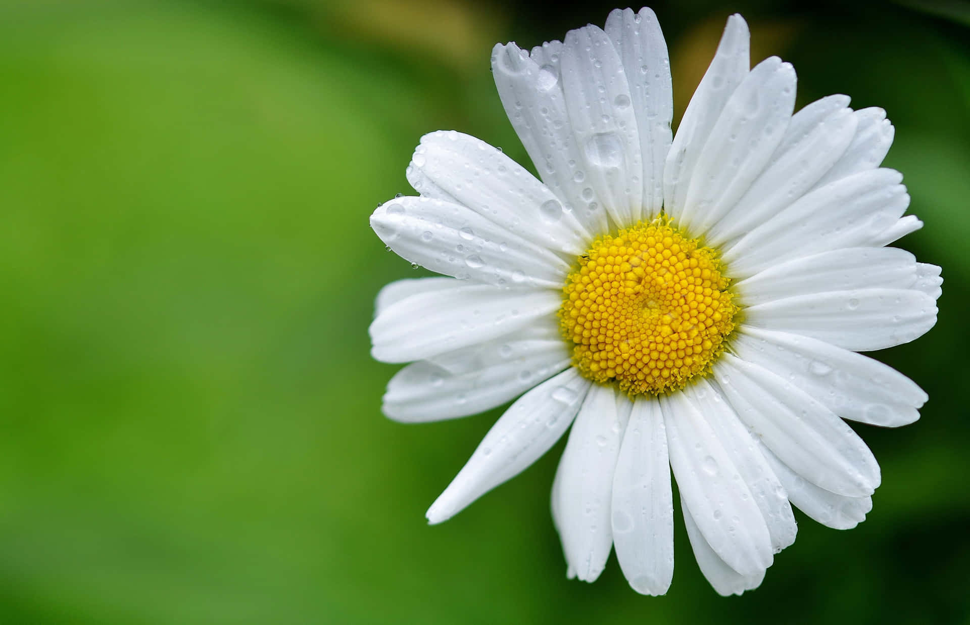 Image  A close up of a daisy - symbolizing beauty, innocence and purity