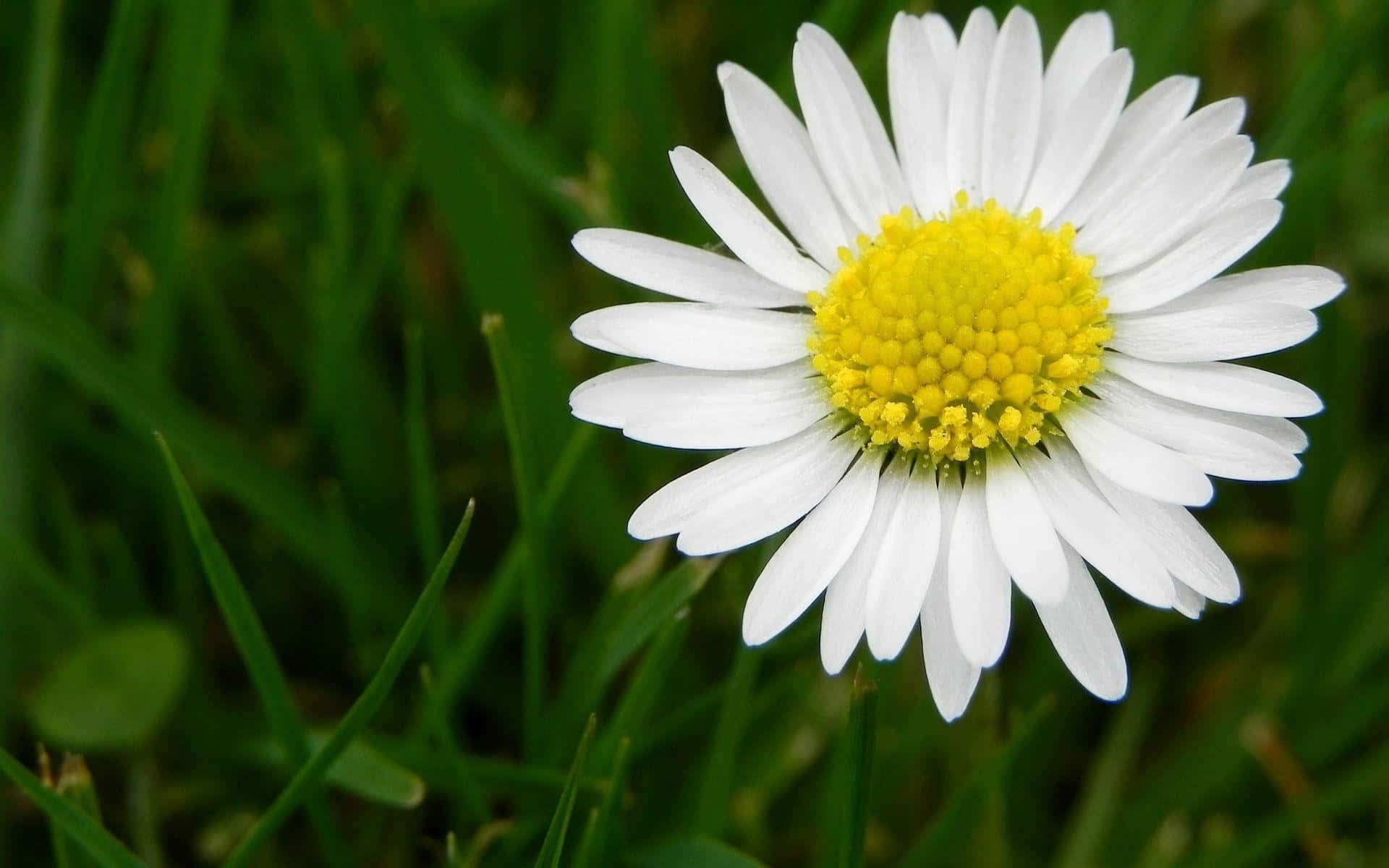 Feel the beauty of the sunshine radiating over the delicate daisy