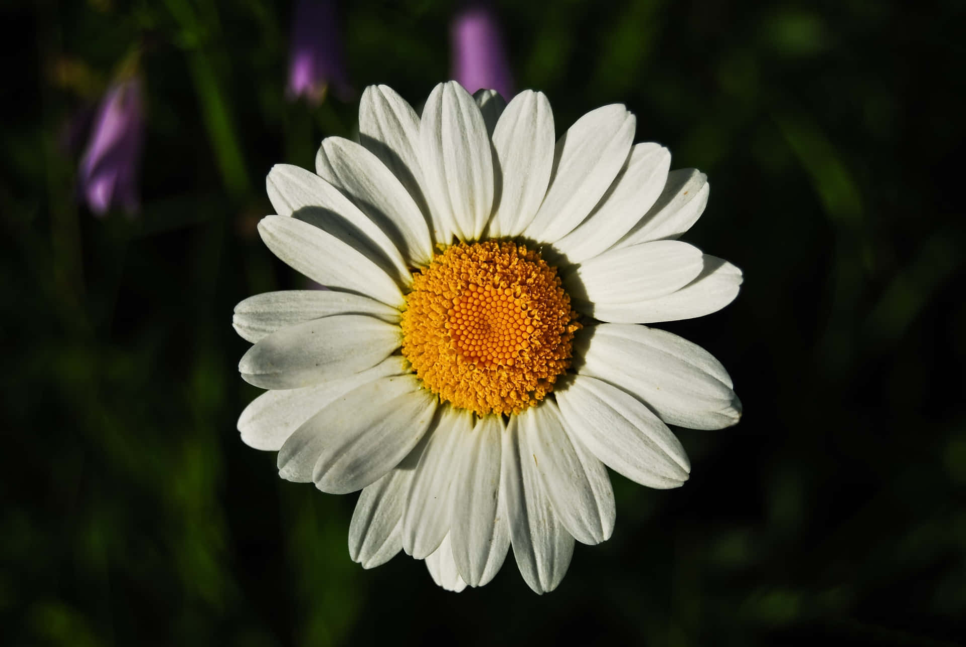 An Enticing White Daisy Sitting in a Sea of Yellow