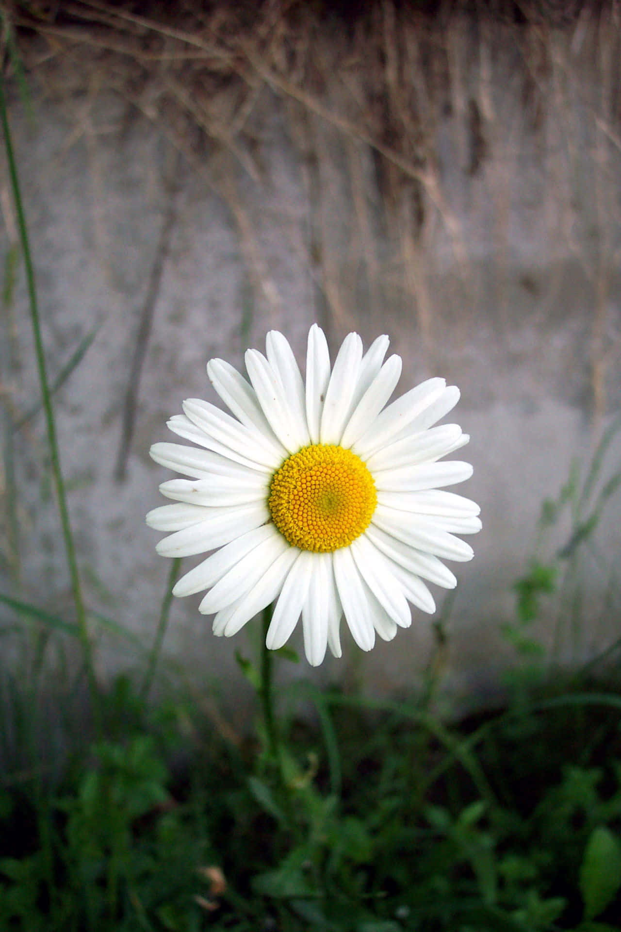 A Beautiful Daisy Flower
