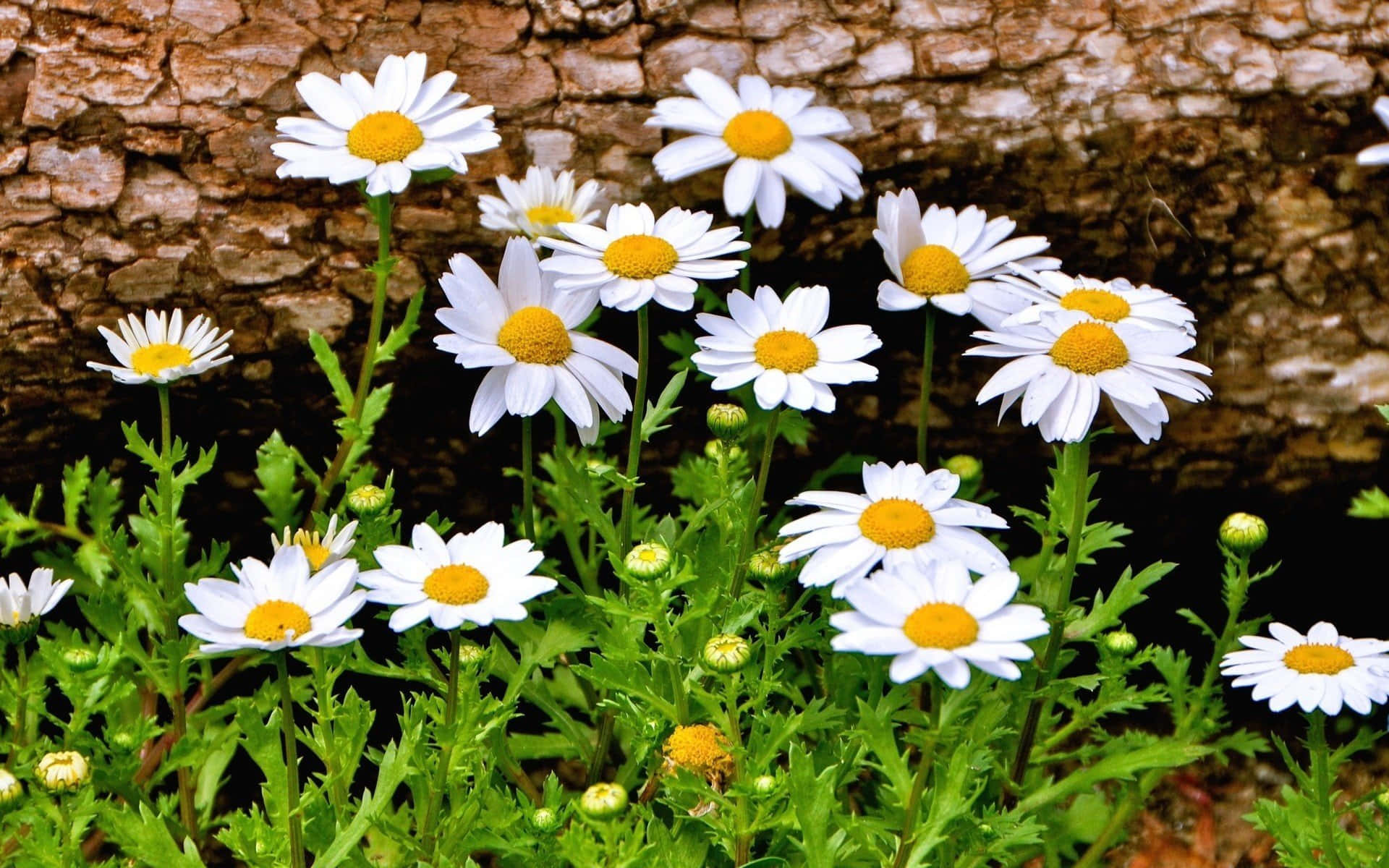 White Daisies Growing In The Grass