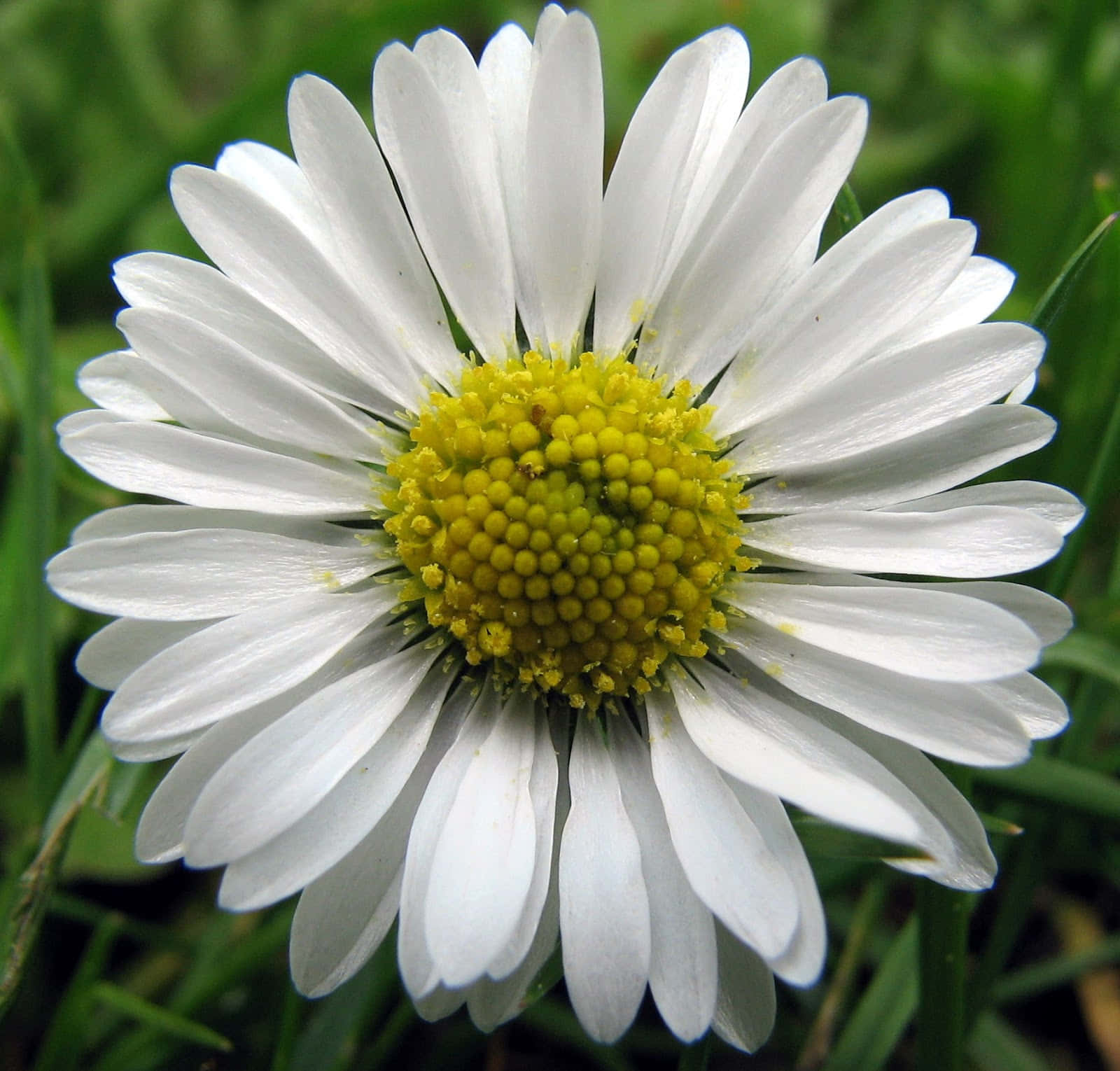 Daisyskönheten I Naturen