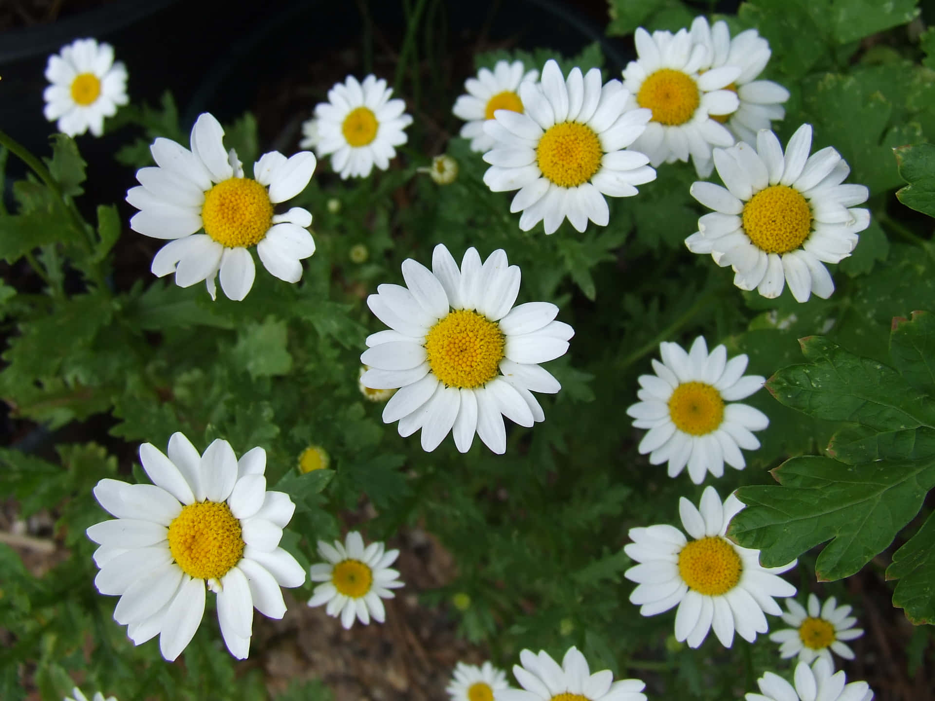 A blooming daisy in full glory