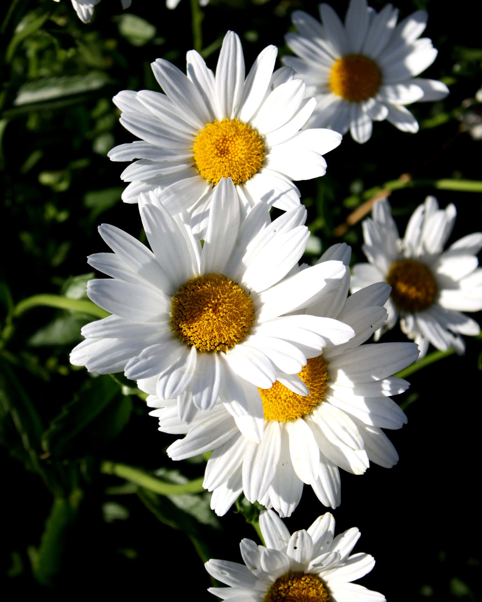 Daisy, a symbol of beauty, freshness and youth