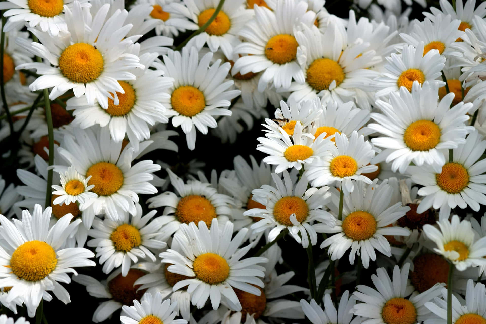 Download A cheerful daisy smiling in the sun | Wallpapers.com
