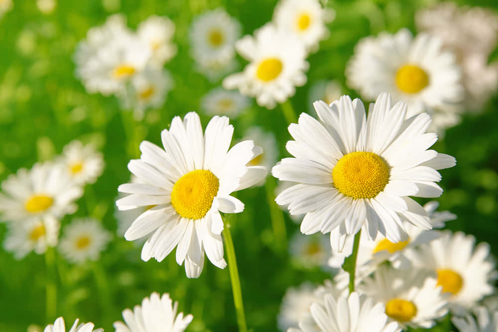 A white daisy in a field of greenery.