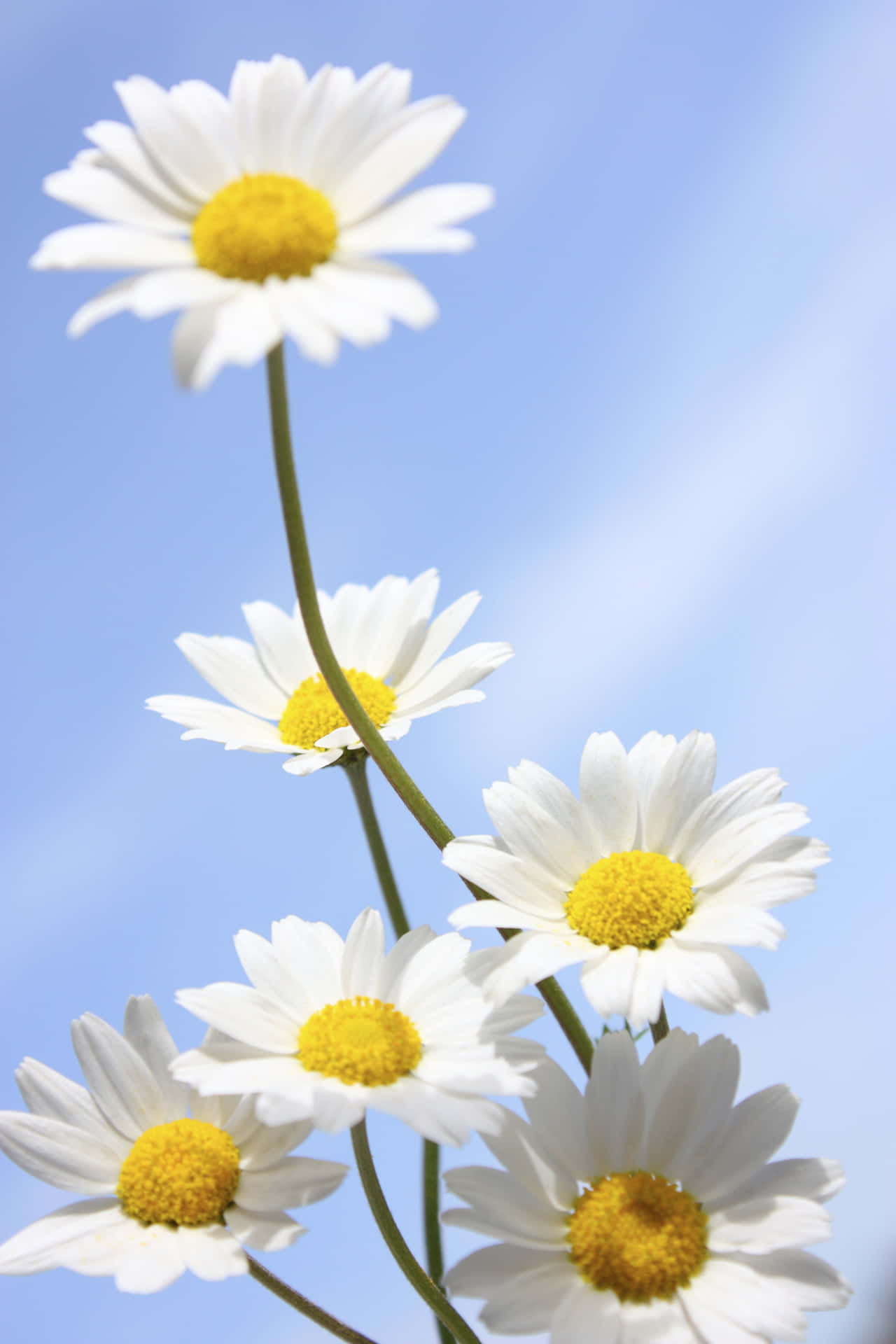The Natural Beauty of a Daisy