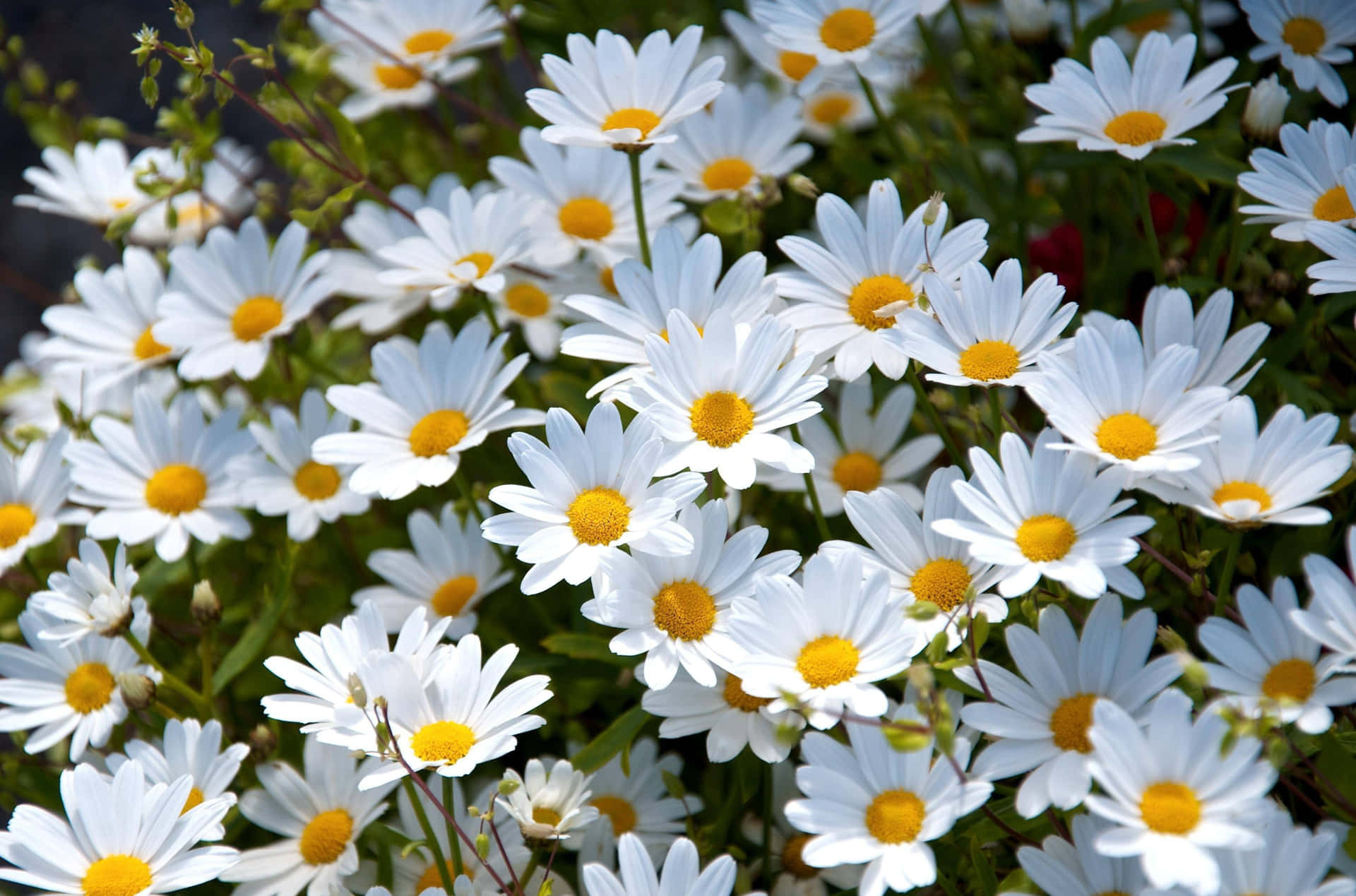 Blossoming Daisy in Its Natural Glory