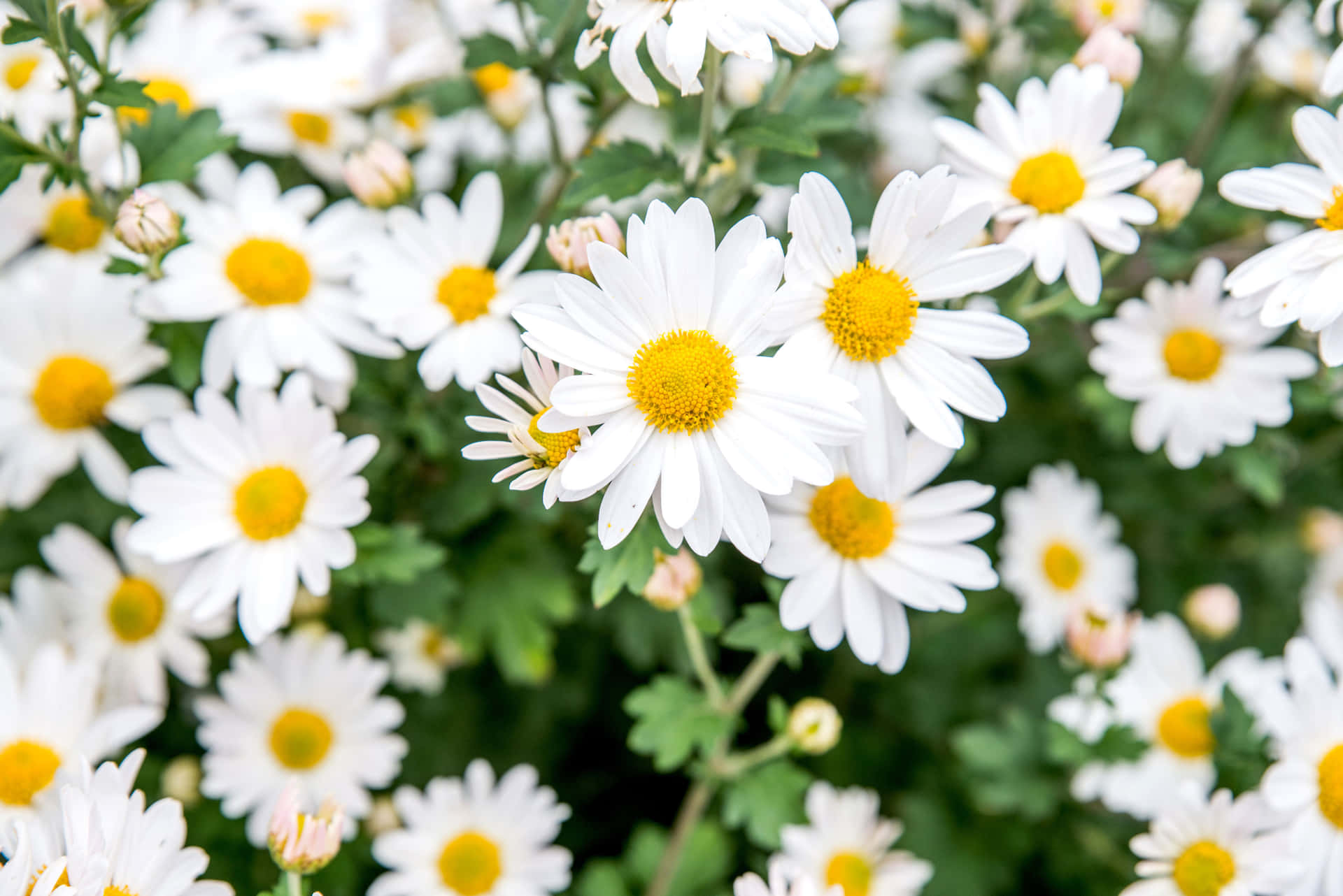 A Close Up Of White Daisies With Yellow Centers