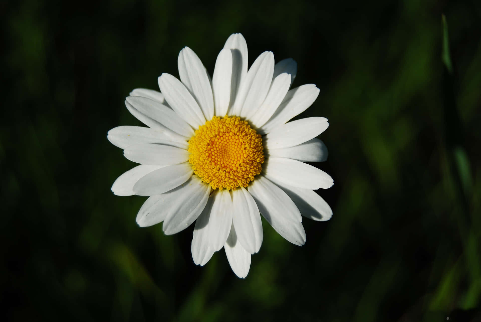 Image  A closeup shot of a beautiful daisy