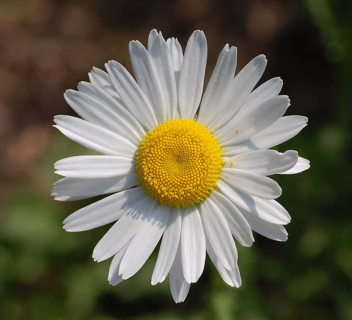 "A delicate daisy in full bloom."