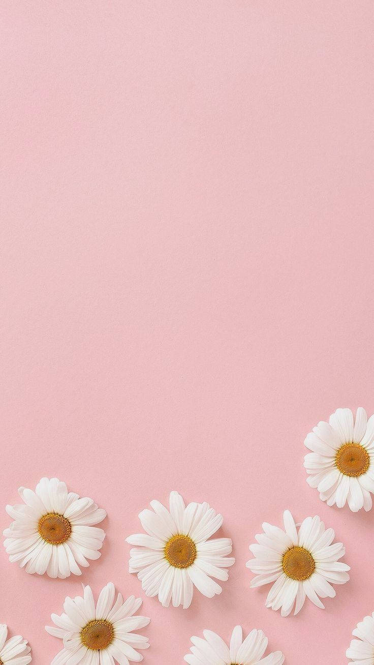 Daisy Plain Pink Wallpaper