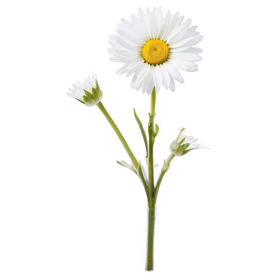 Daisy Stem Png 06132024 PNG