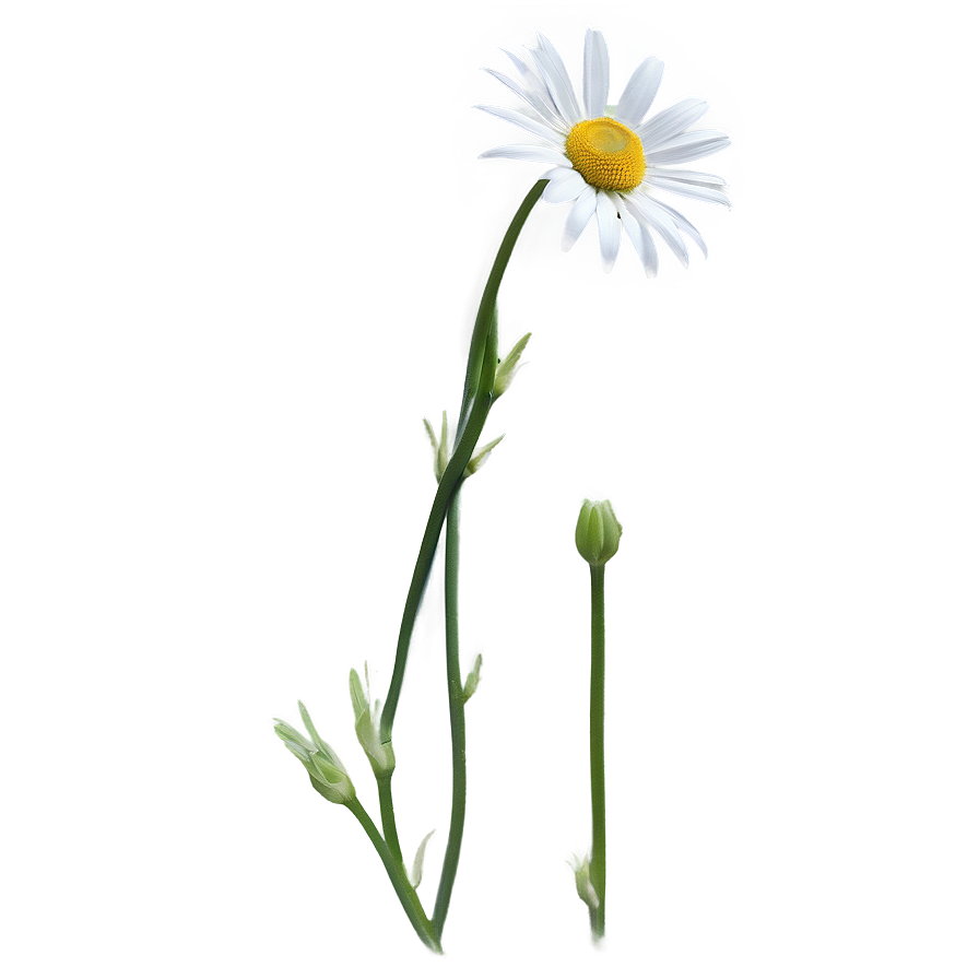 Daisy Stem Png 44 PNG