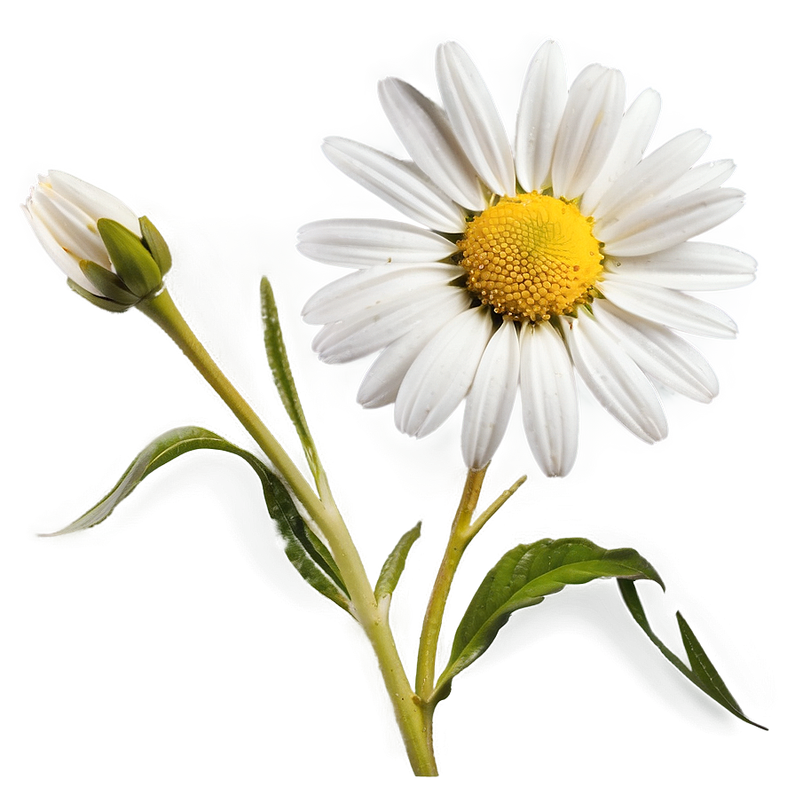 Daisy Stem Png 51 PNG