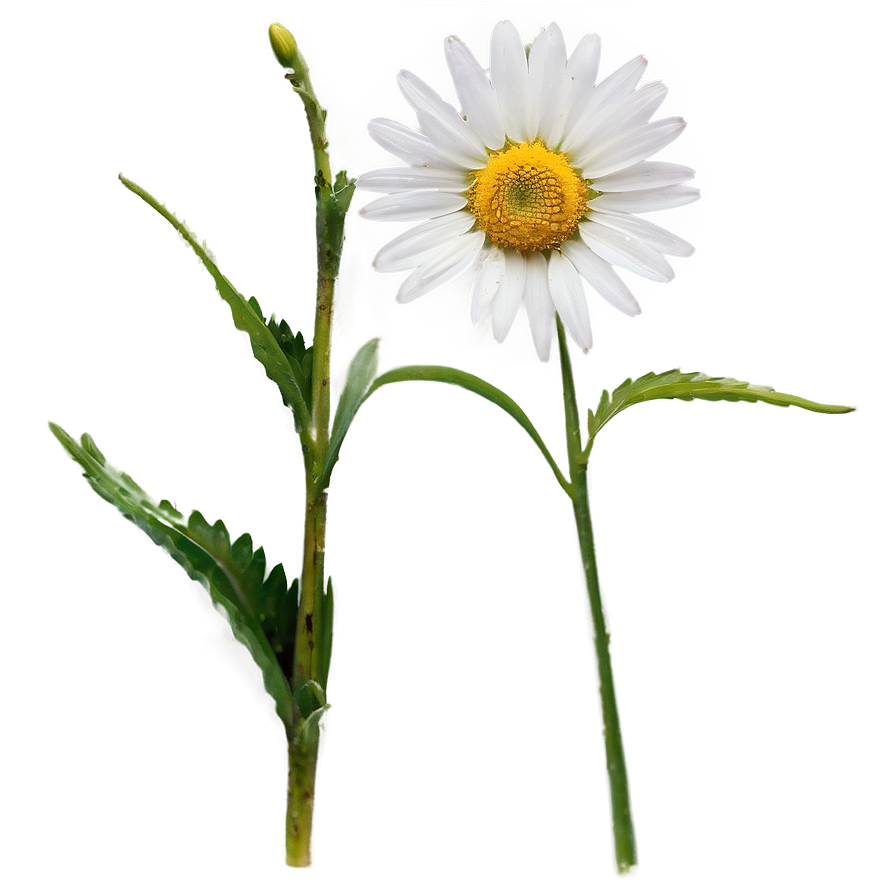 Daisy Stem Png Grw PNG