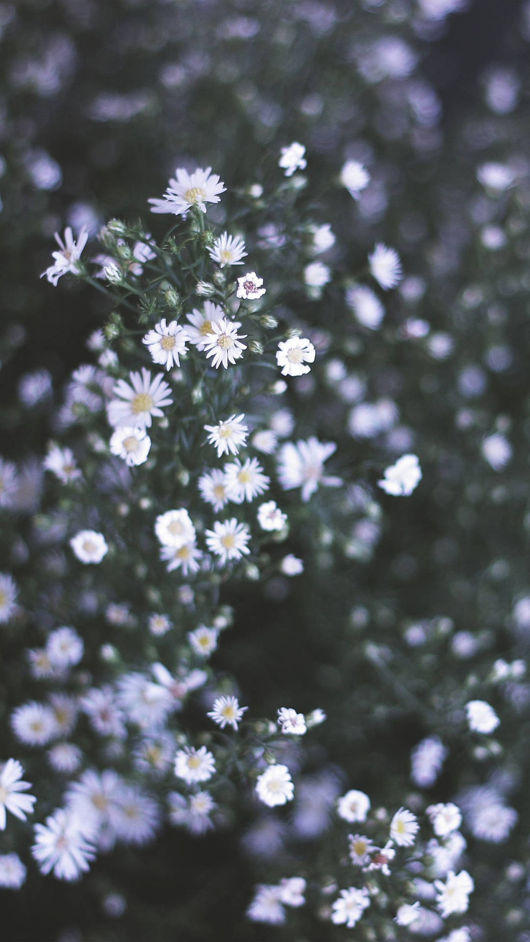 Retratode Una Flor Blanca Margarita Fondo de pantalla