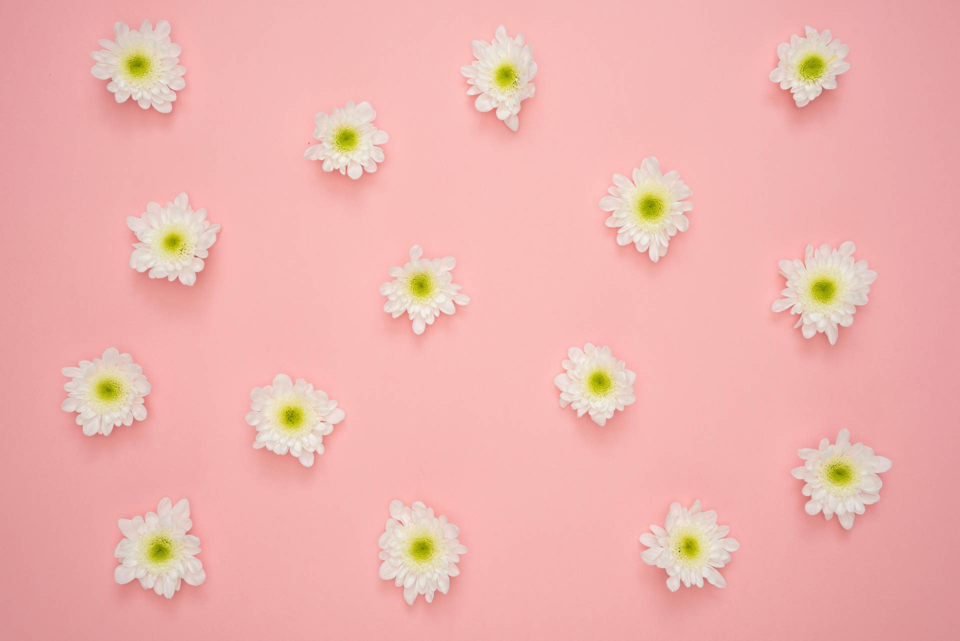 Hvide Daisy Blomster på Pink Tiled Mønster Wallpaper