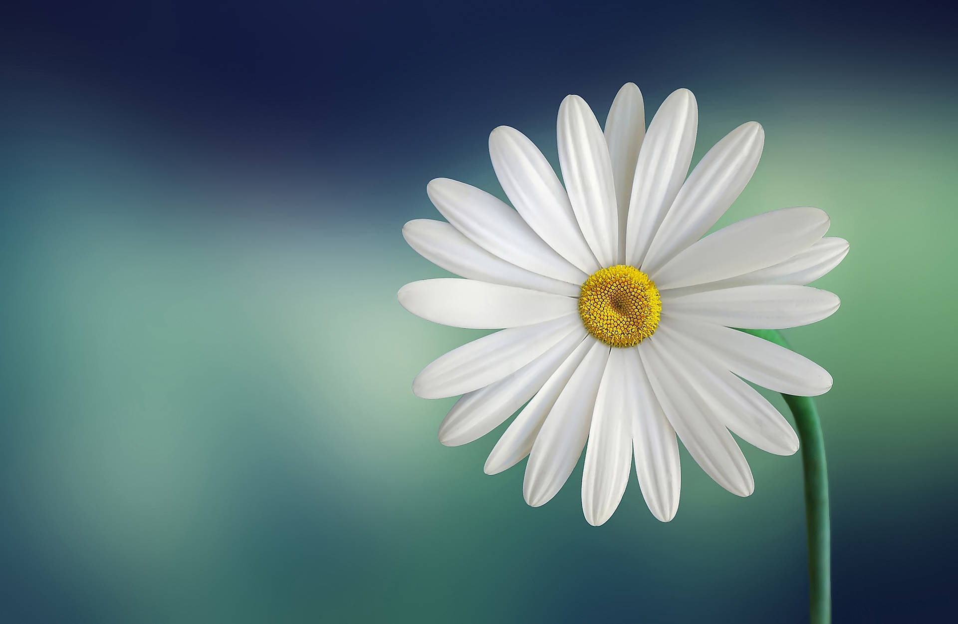 Daisy With Small Disc 4k Wallpaper