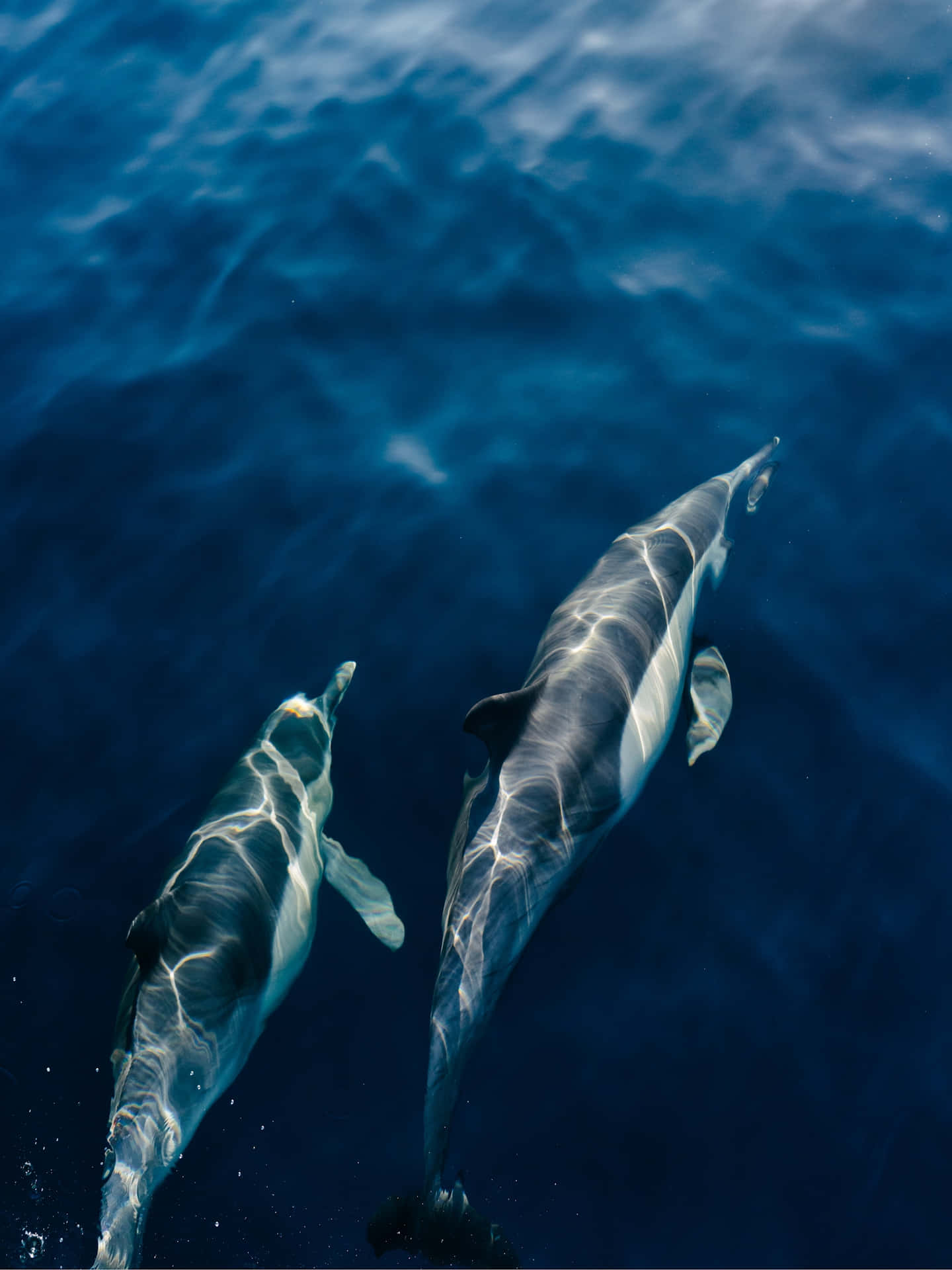 Dalls Porpoise Pair Swimming Wallpaper