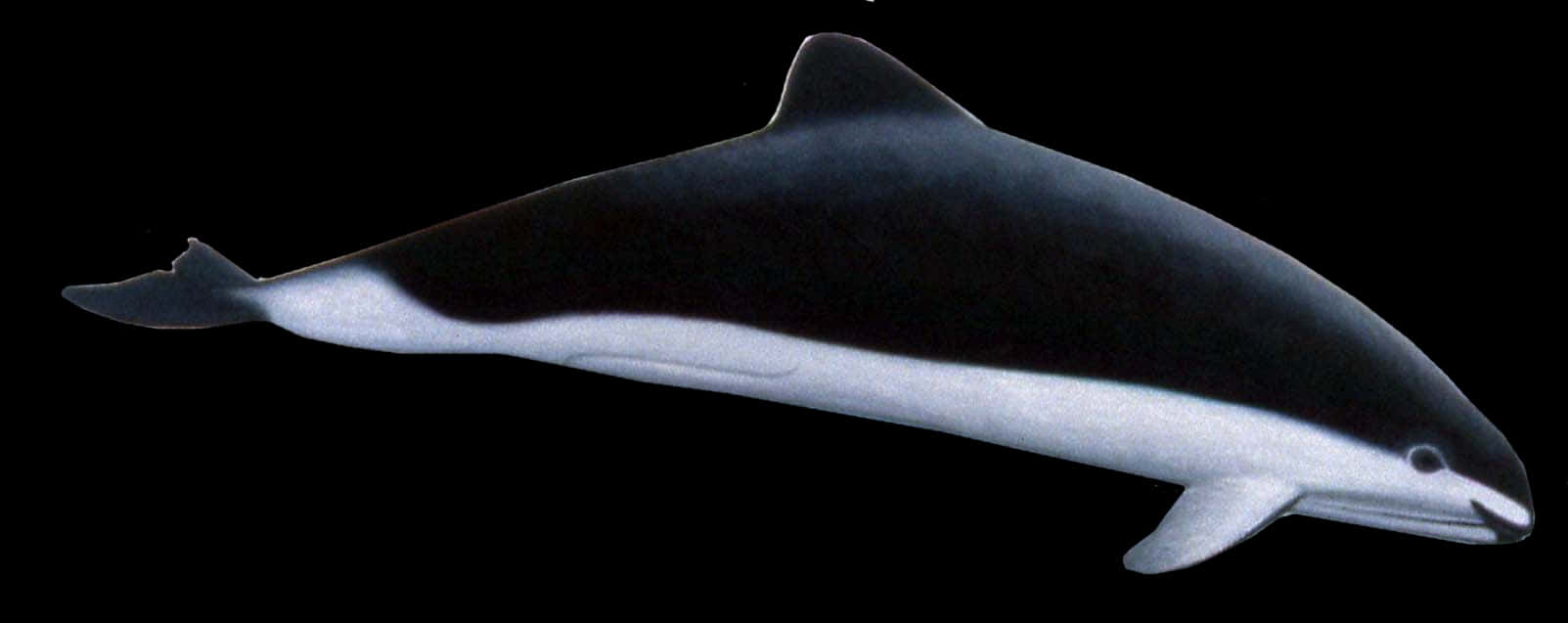 Dalls Porpoise Side Profile Wallpaper