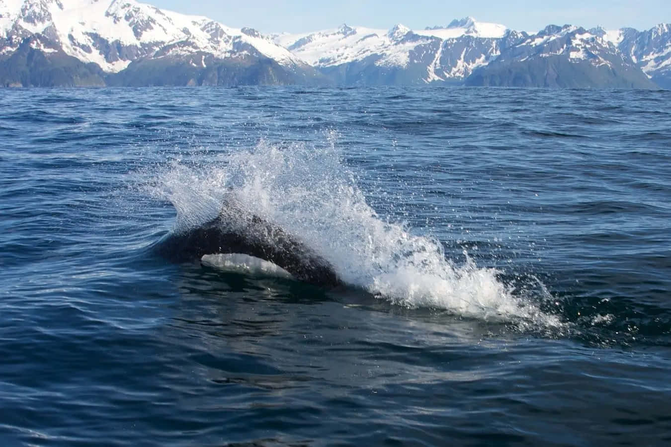 Dalls Porpoise Surfacing Alaska Wallpaper