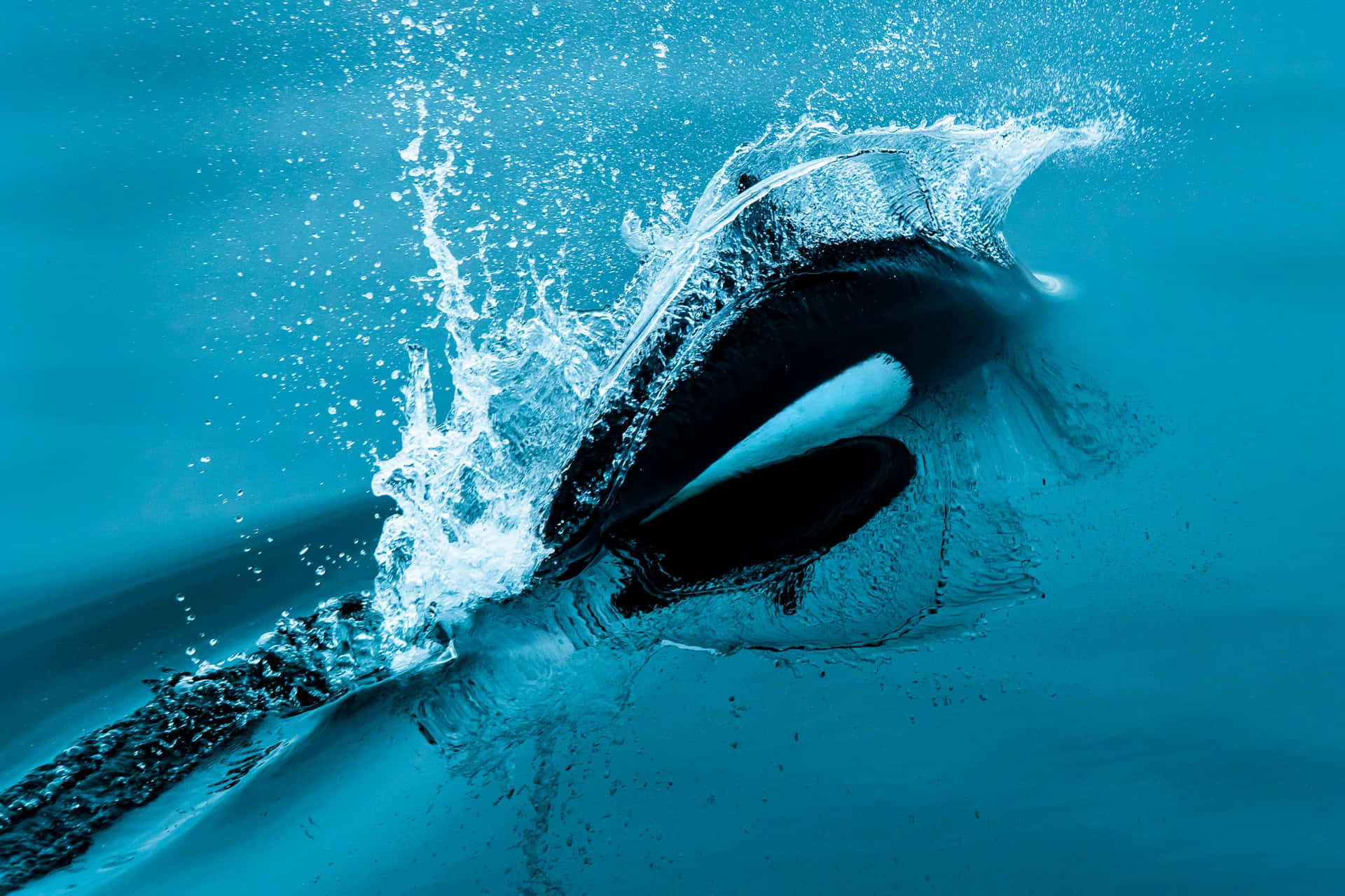 Dalls Porpoise Surfacing Dynamic Splash Wallpaper