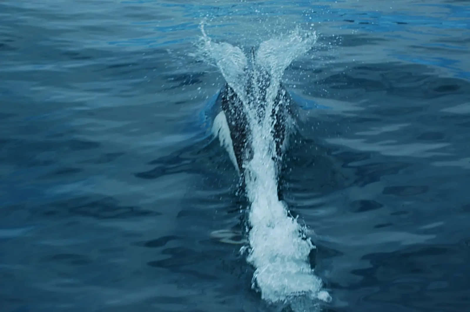 Dalls Porpoise Swimming Fast Wallpaper