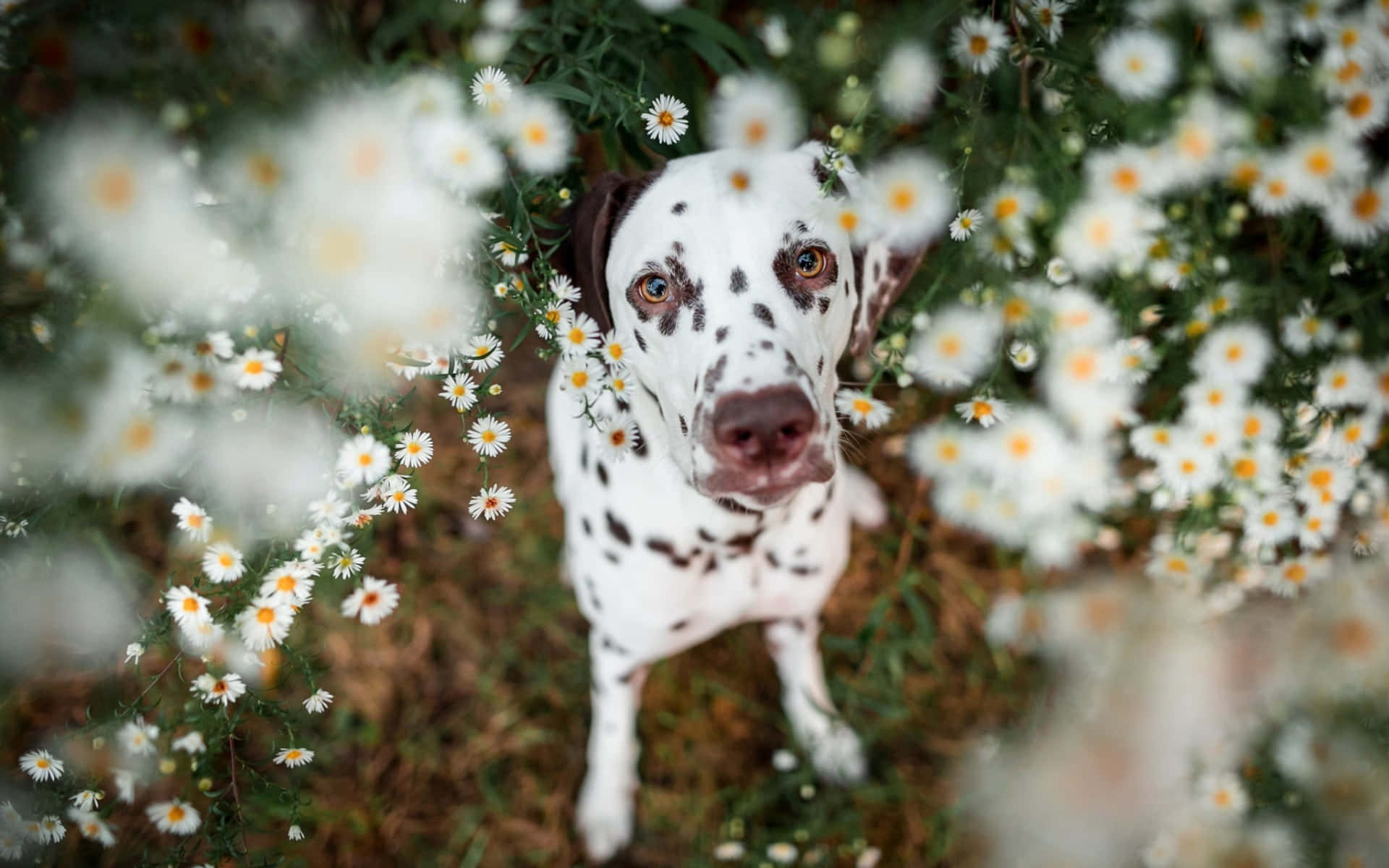 Image  Adorable Dalmatian Puppy