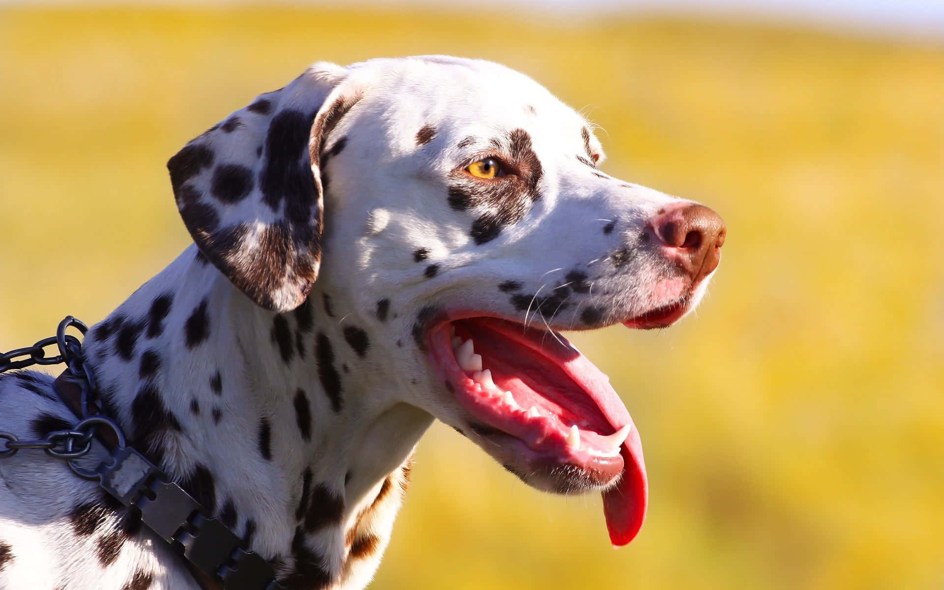 A Dalmatian Loving the Attention -