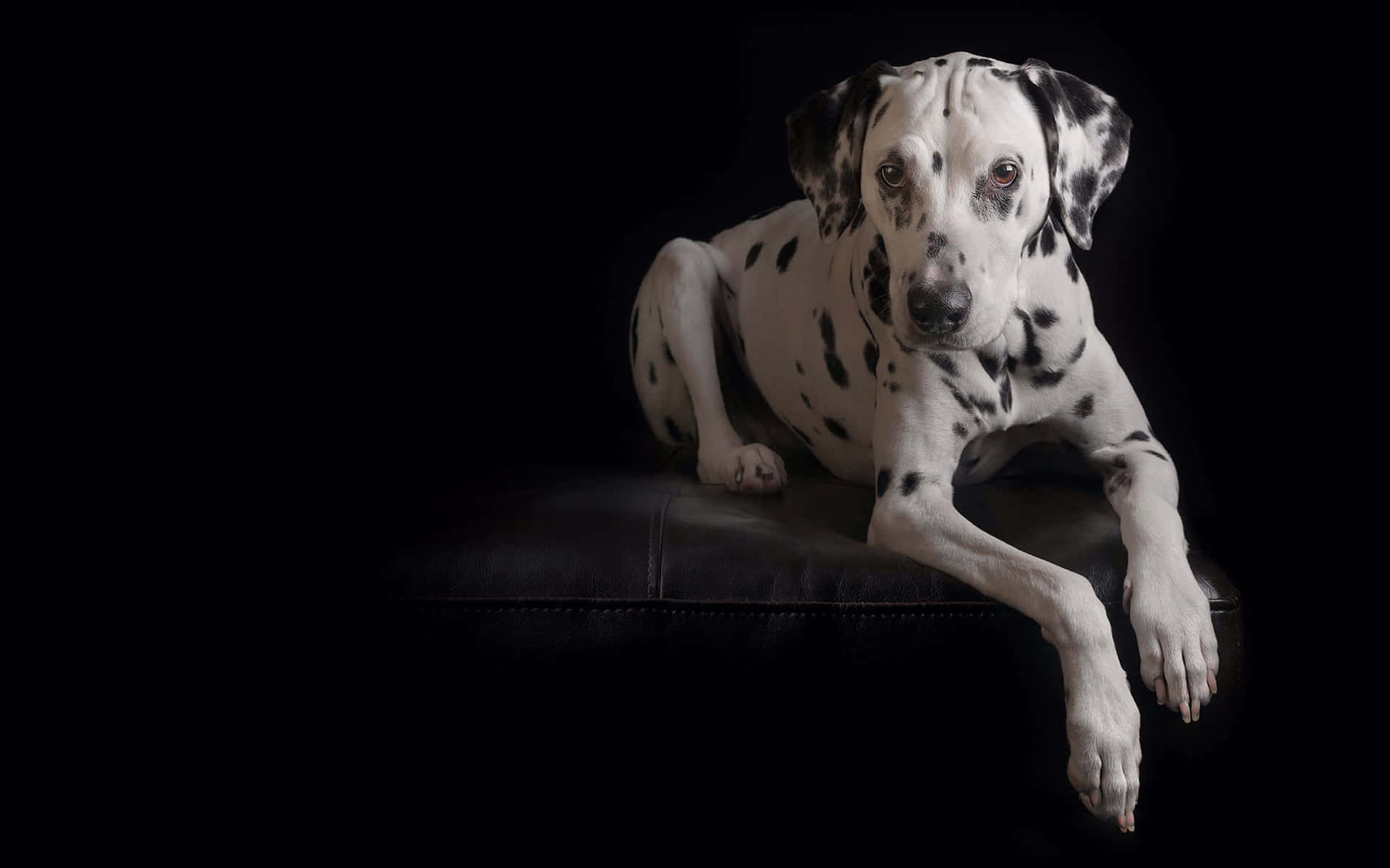 Etnærbillede Af En Plettet Dalmatiner Hund I En Legende Stilling.