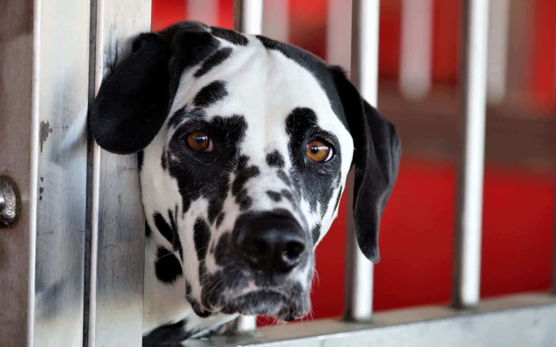 A beautiful white and black spotted Dalmatian pup