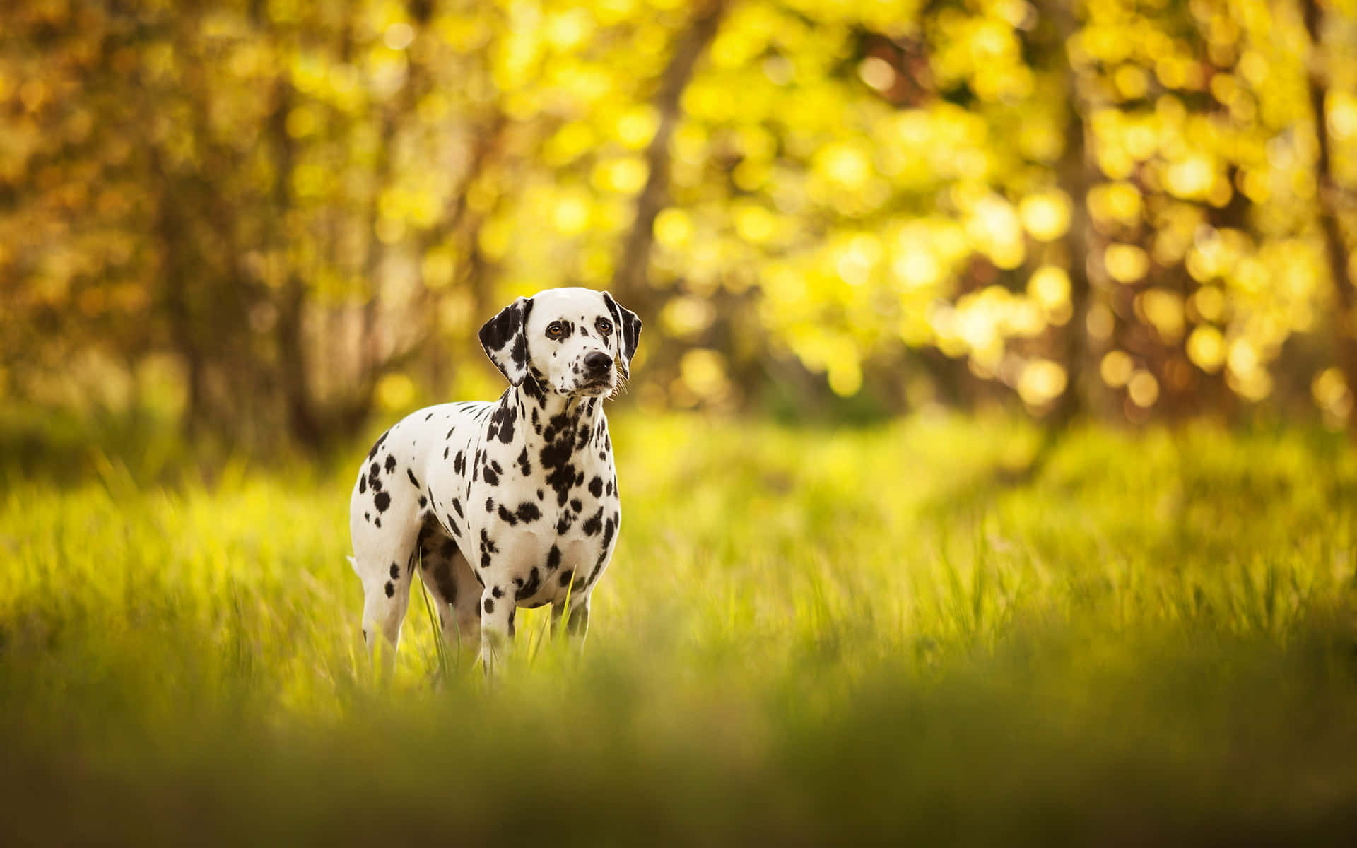 A Dalmatian puppy lying in a meadow of lush, green grass