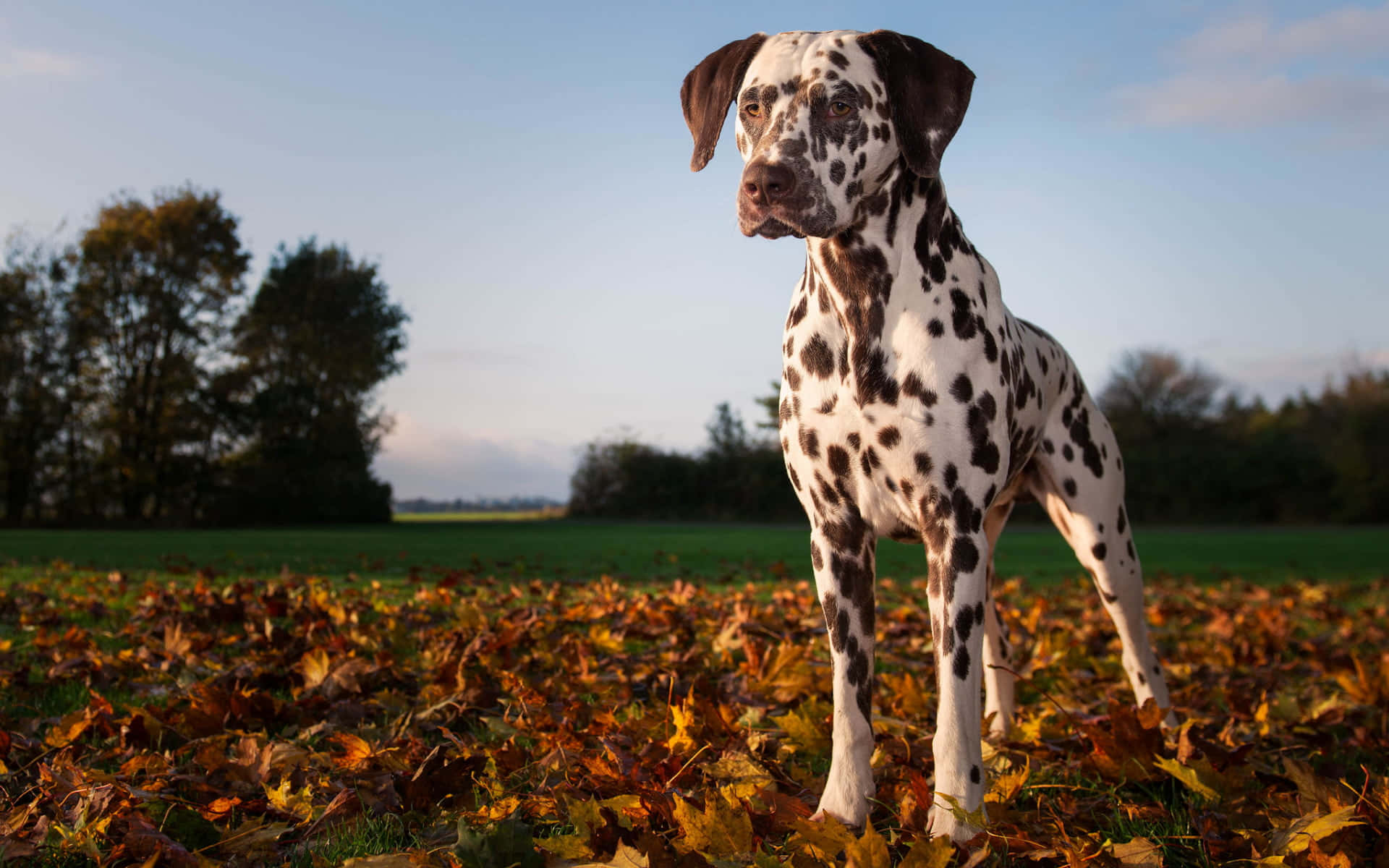 A Lovely Dalmatian Standing Against a White Picket Fence