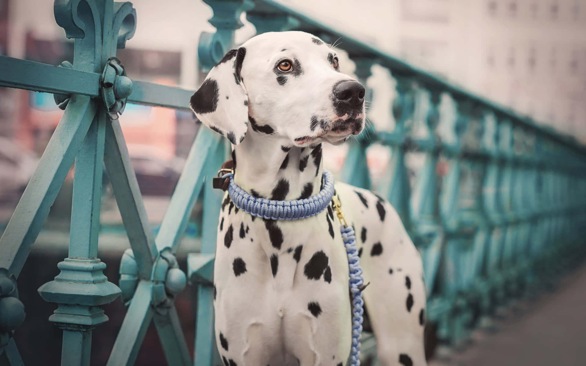 A Dalmatian Dog Is Standing On A Bridge