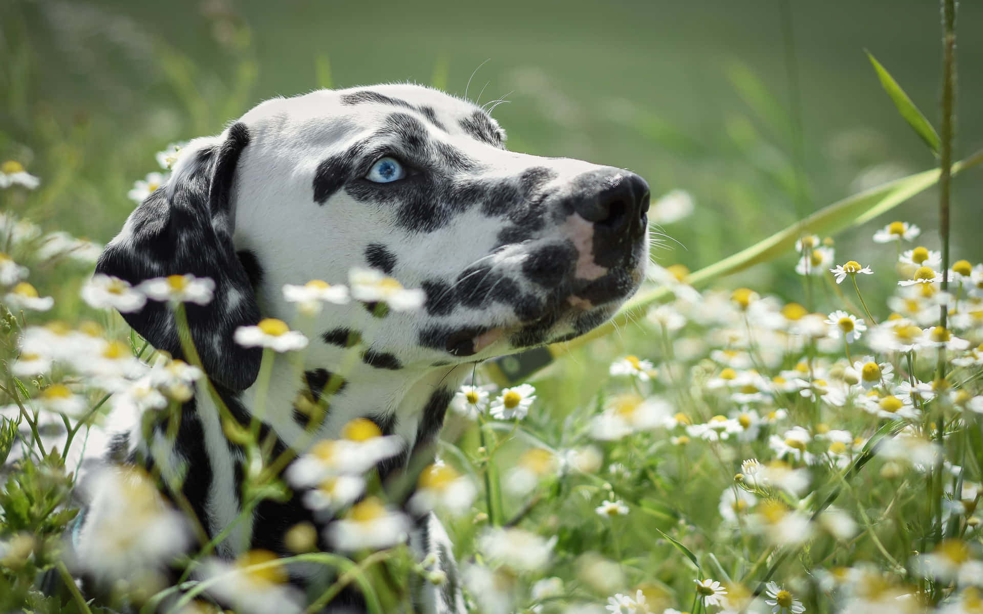 Brightly Colored Dalmatian Puppy