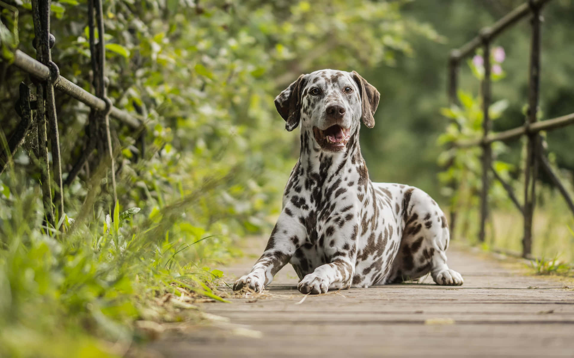 Adorable Dalmatian pup resting in the grass