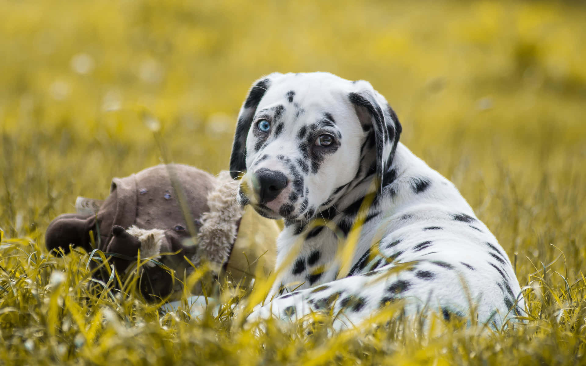 Two happy Dalmatian puppies playing