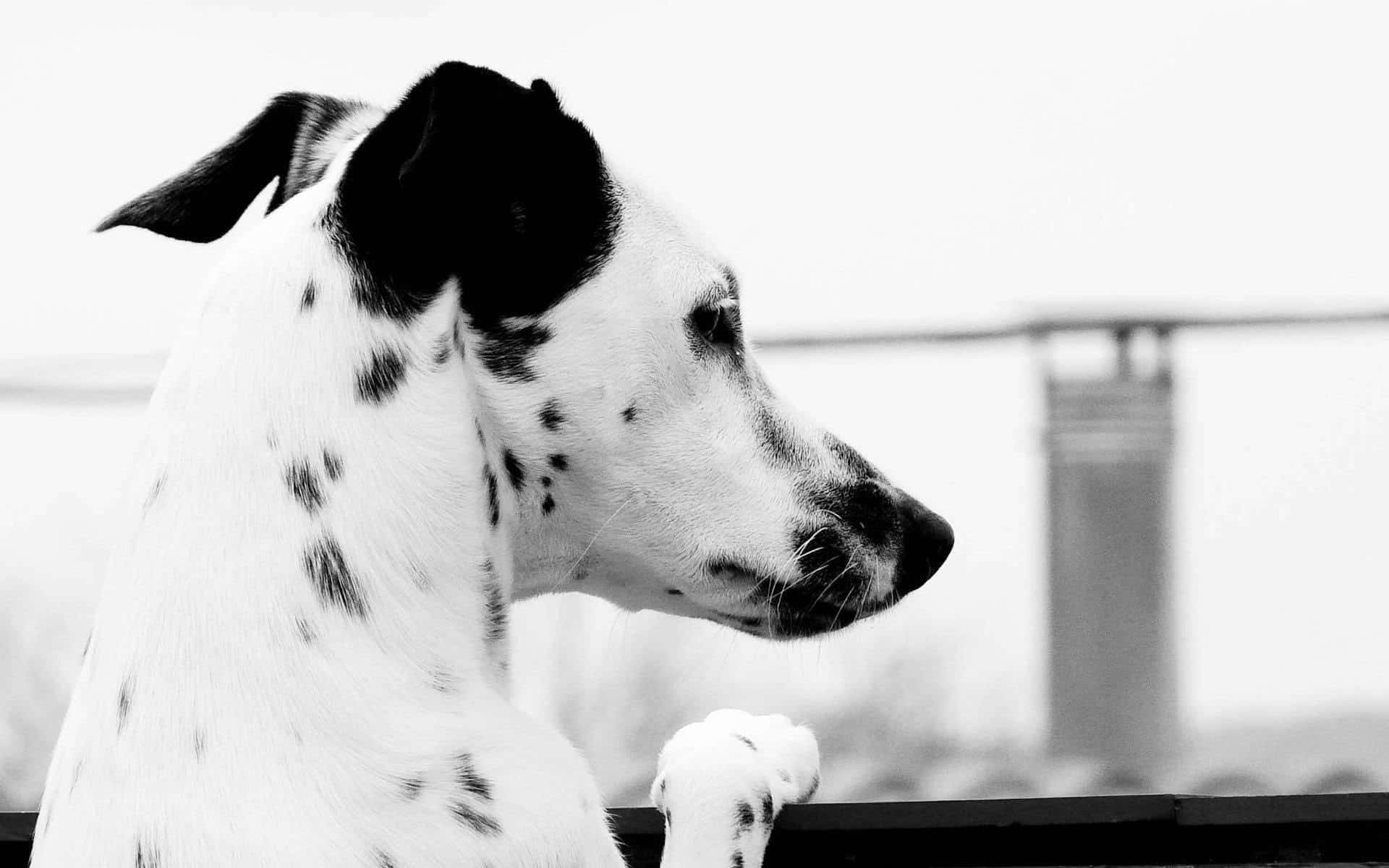 A close-up of a Dalmatian dog with black, white and brown spots.