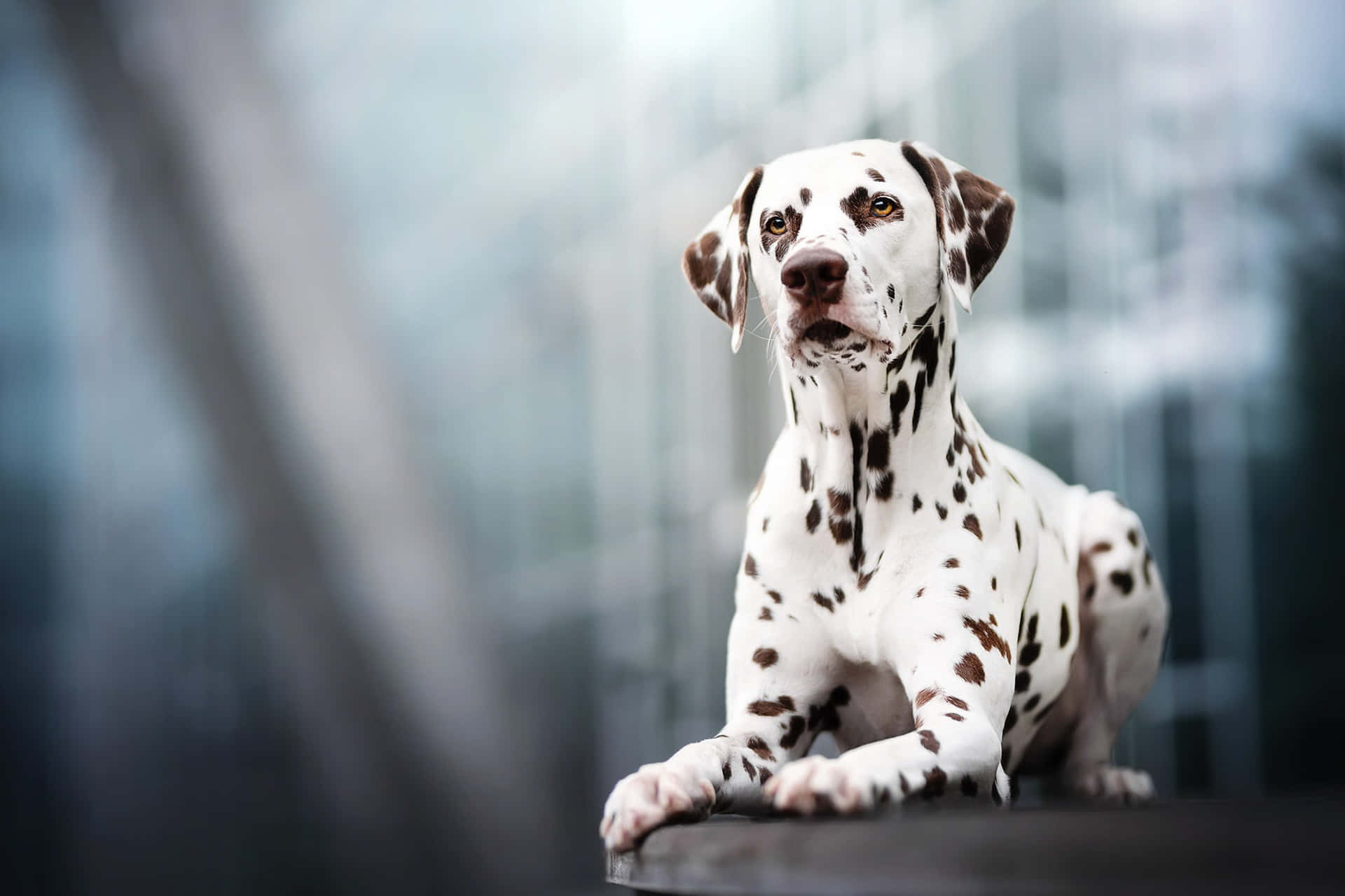 An Adorable Dalmatian Puppy