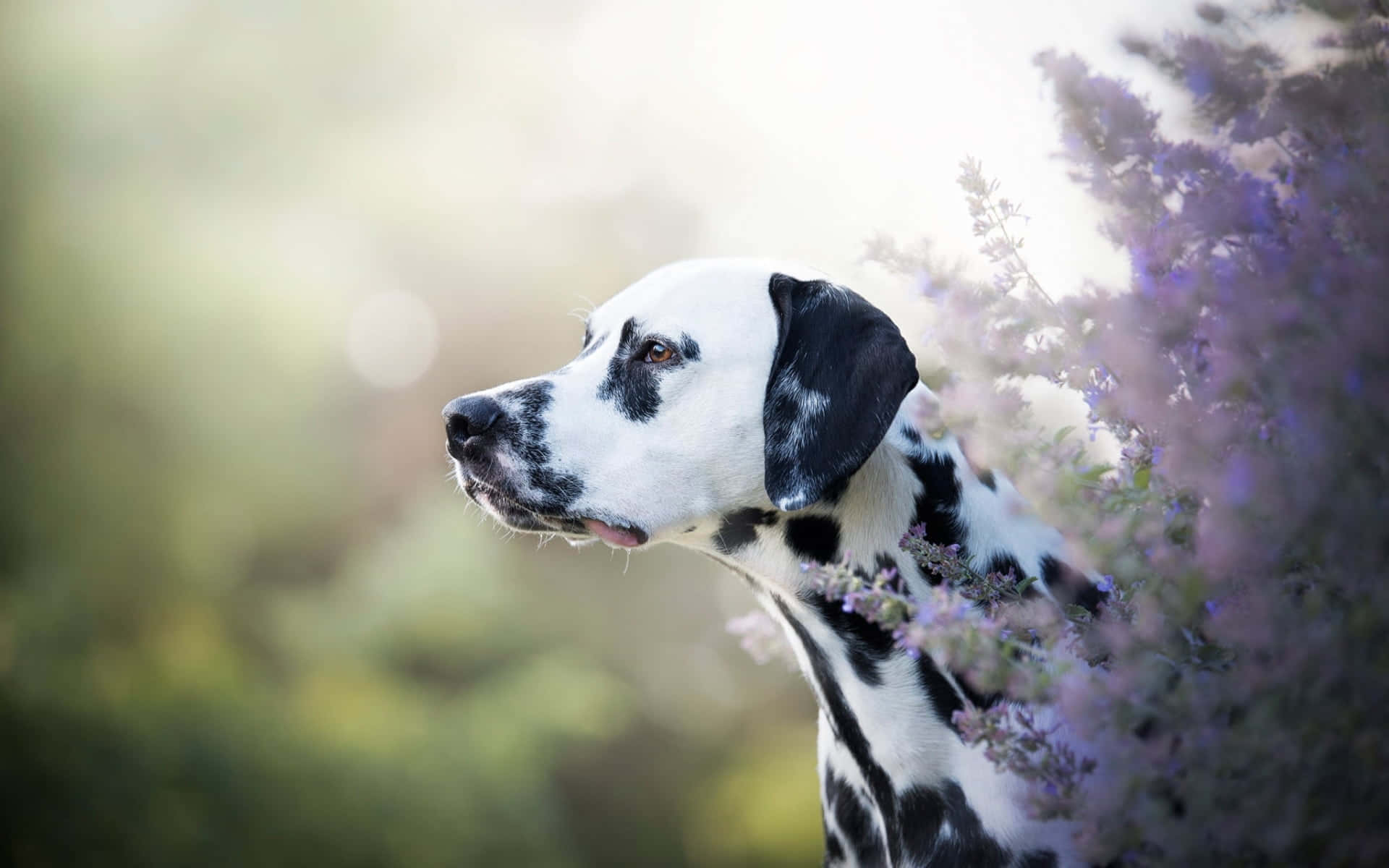 A cute brown and white Dalmation pup