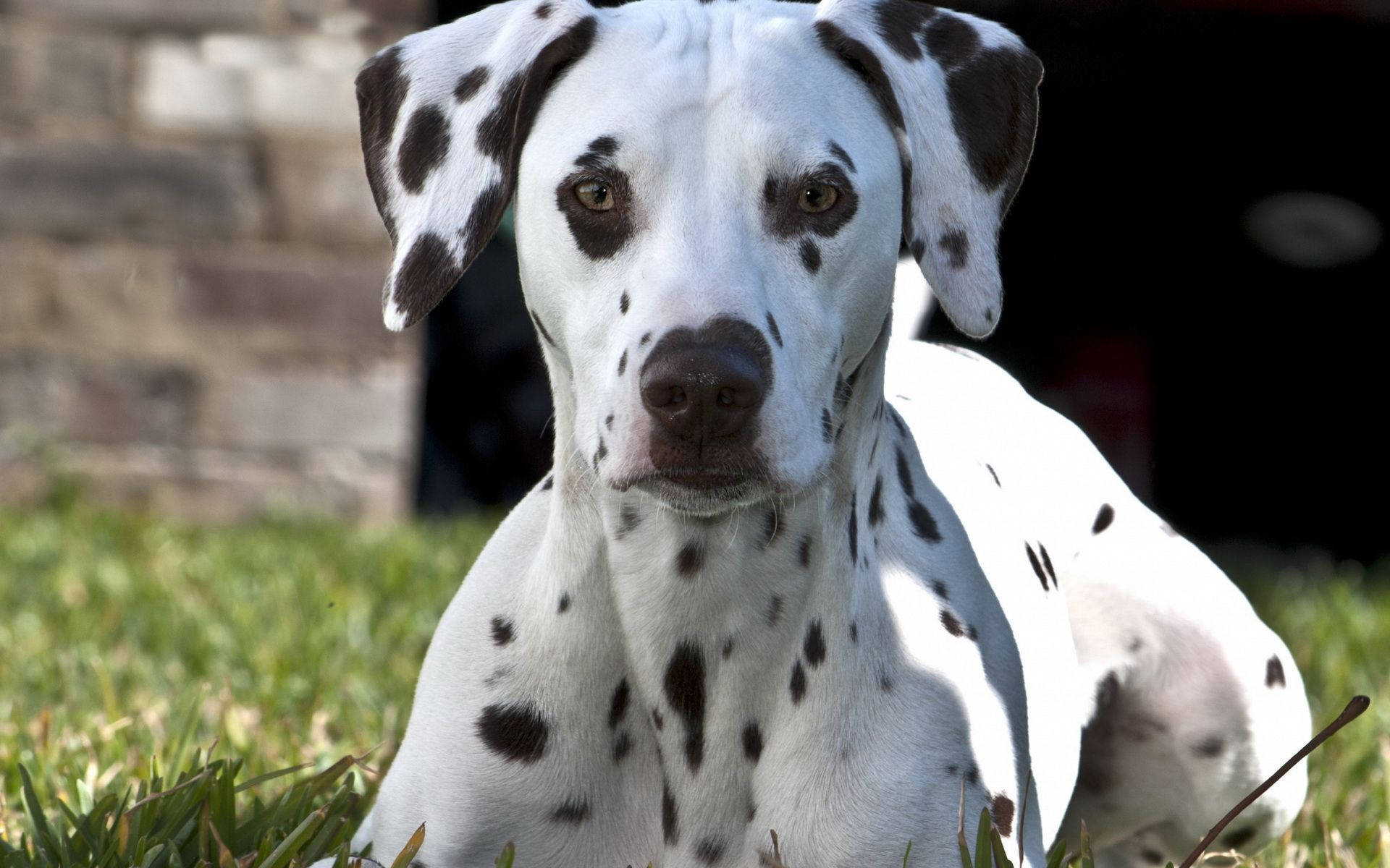 Dalmatian Close-up Photo