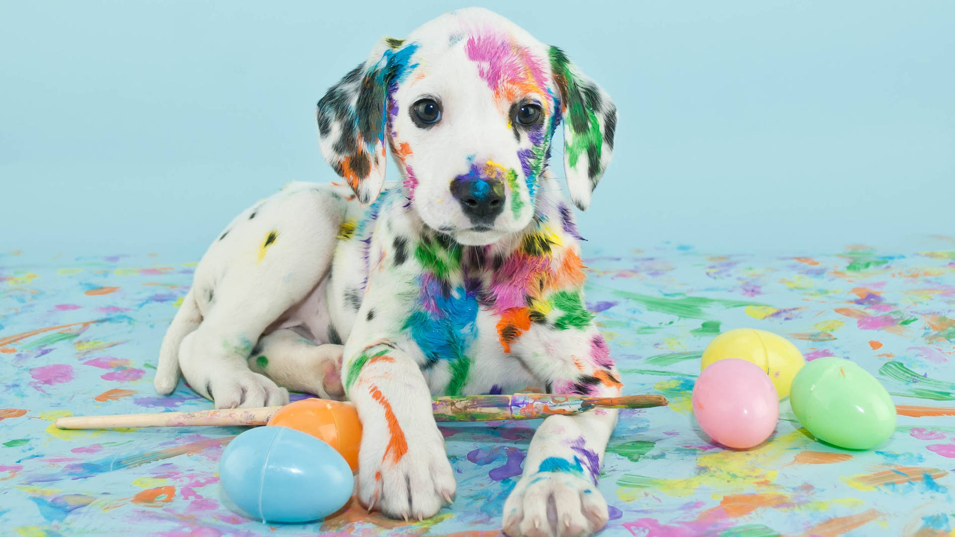 Dalmatian Covered With Paints