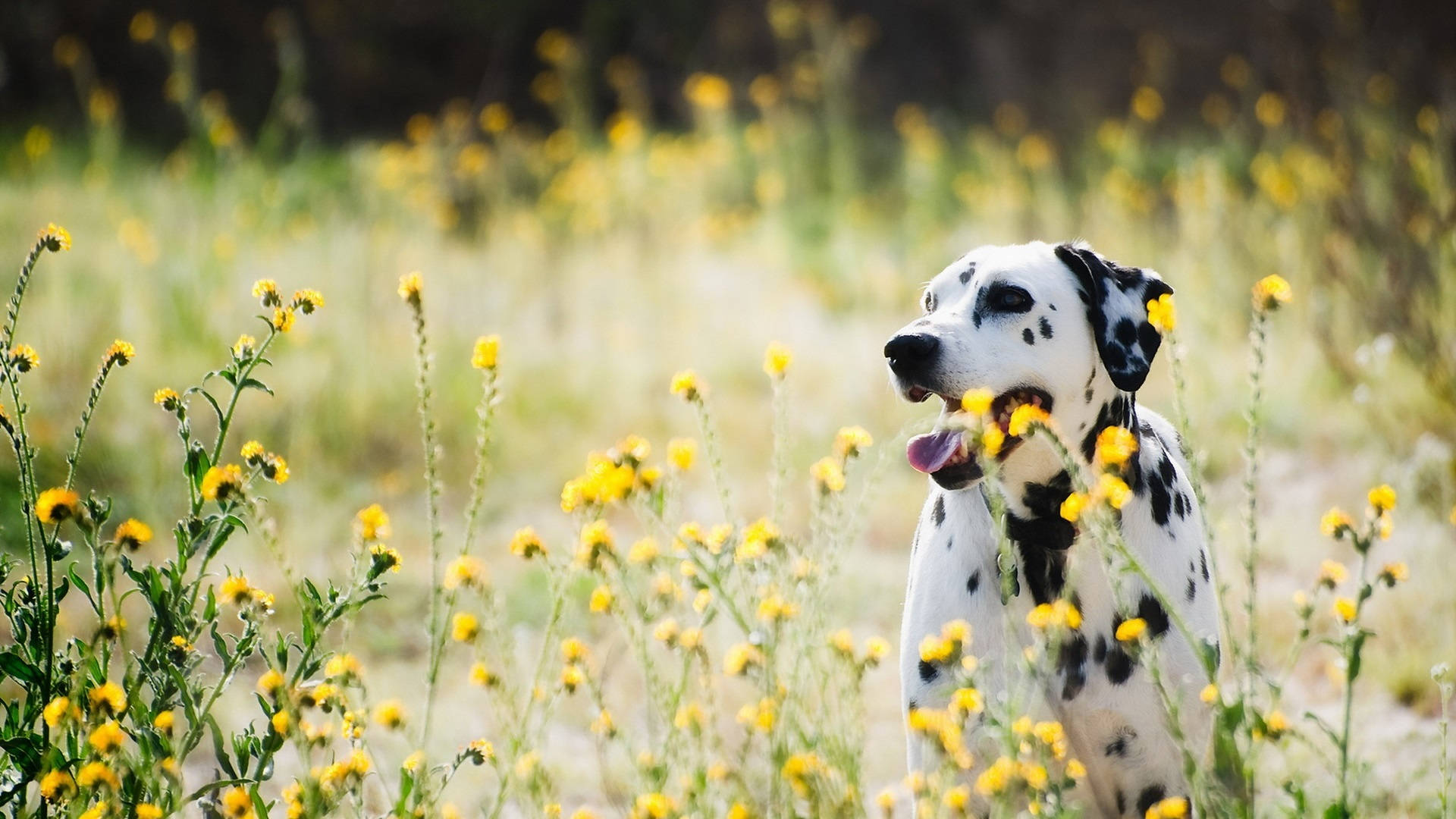 Dalmatian Dog And Wildflowers