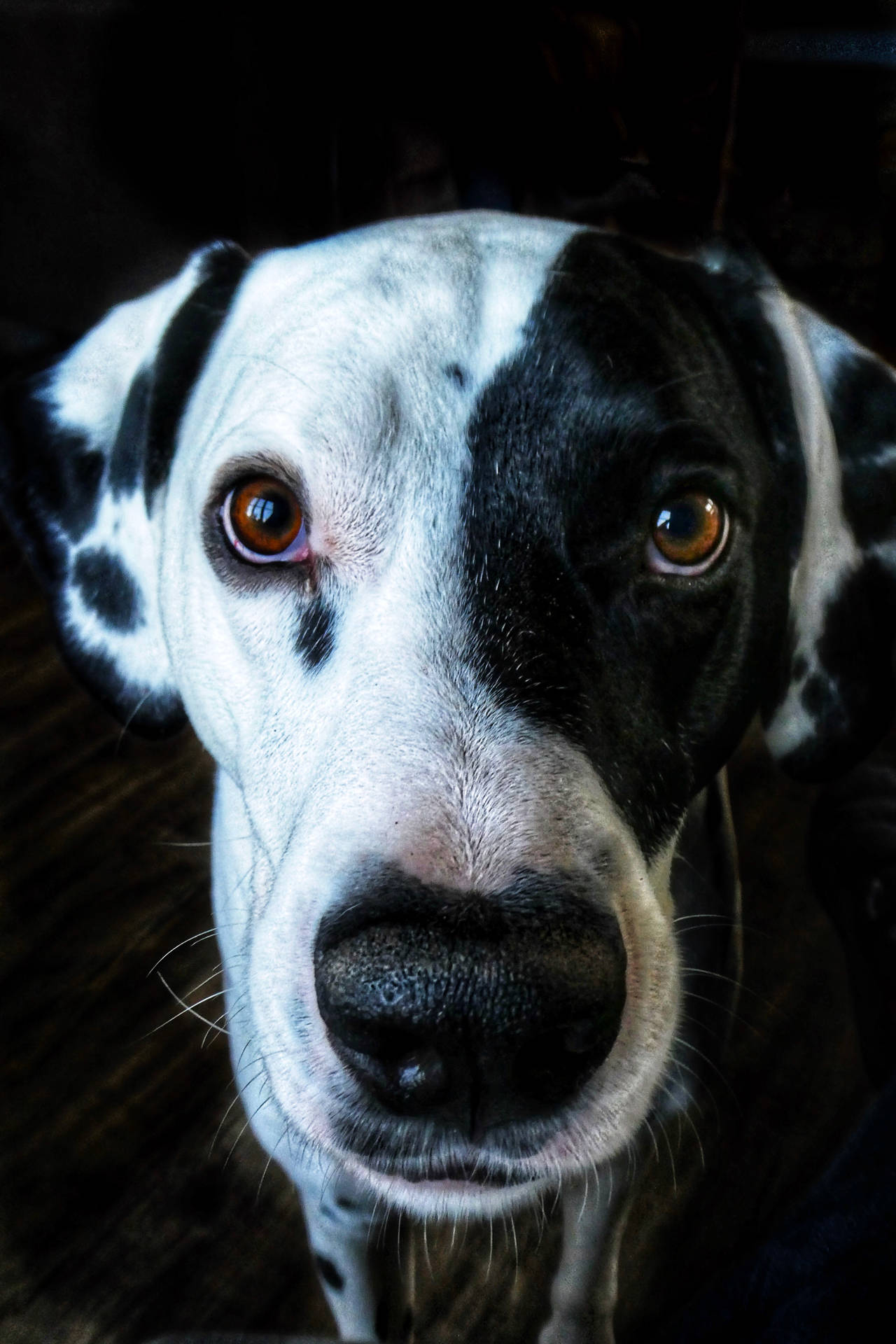 Dalmatian dog marked with black spots close-up wallpaper.