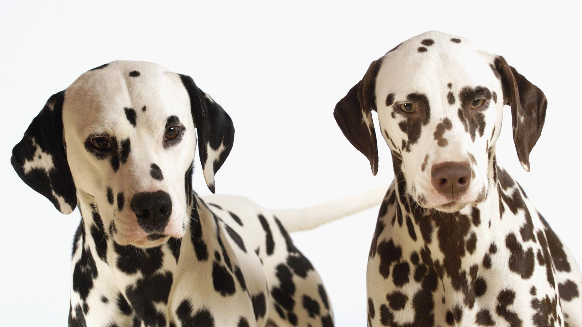 Dalmatian Dog Couple