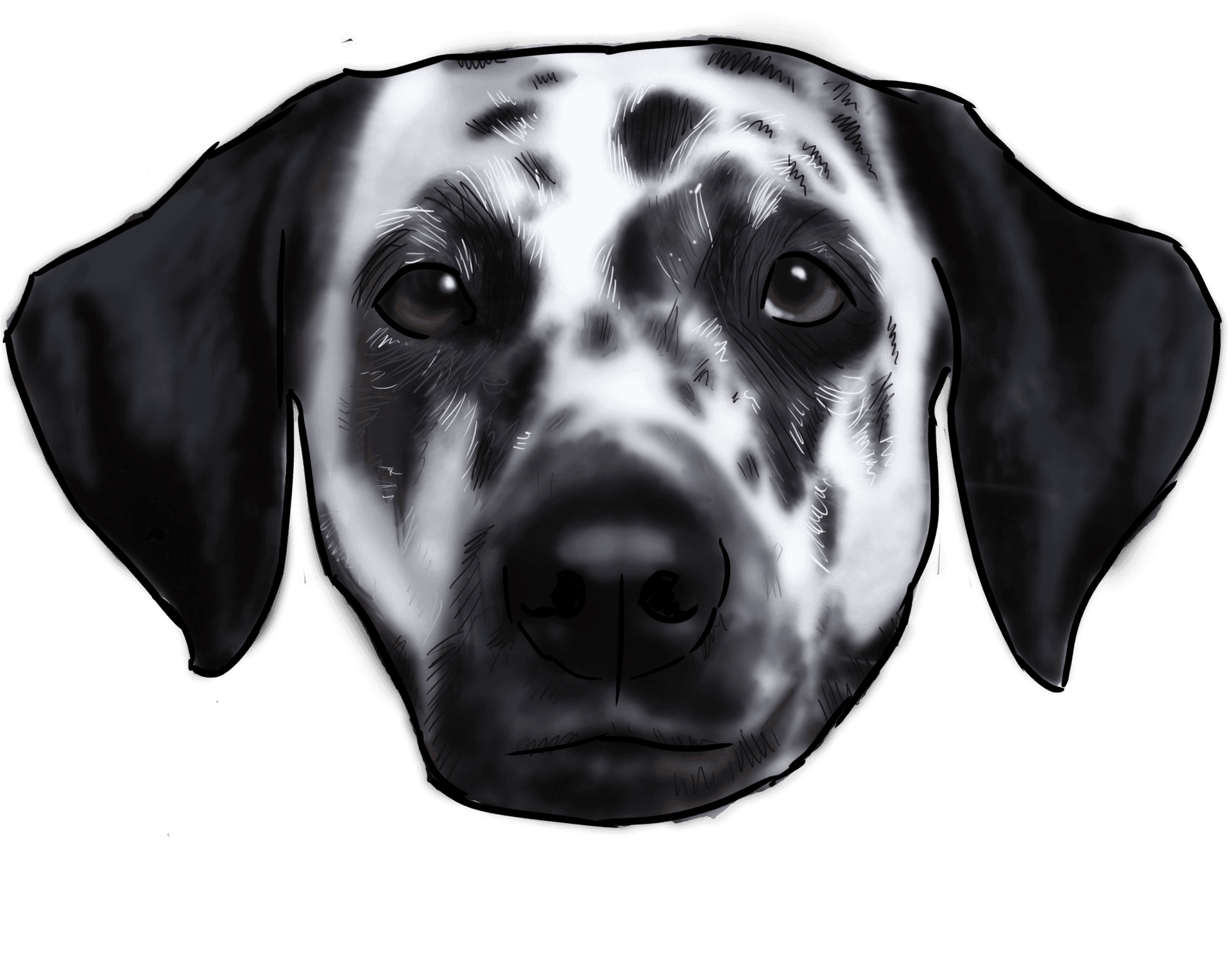 Dalmatian Dog Face Illustration PNG