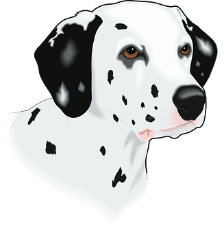 Dalmatian Dog Head Illustration PNG
