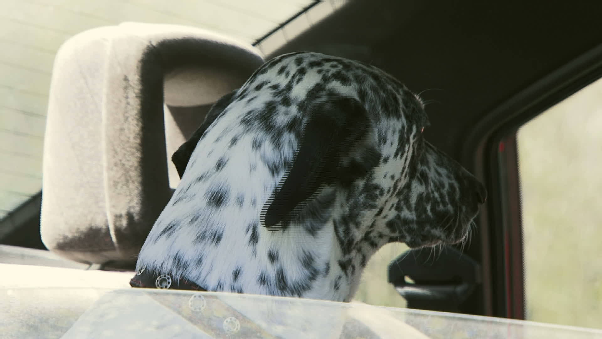 Dalmatian Dog In A Car