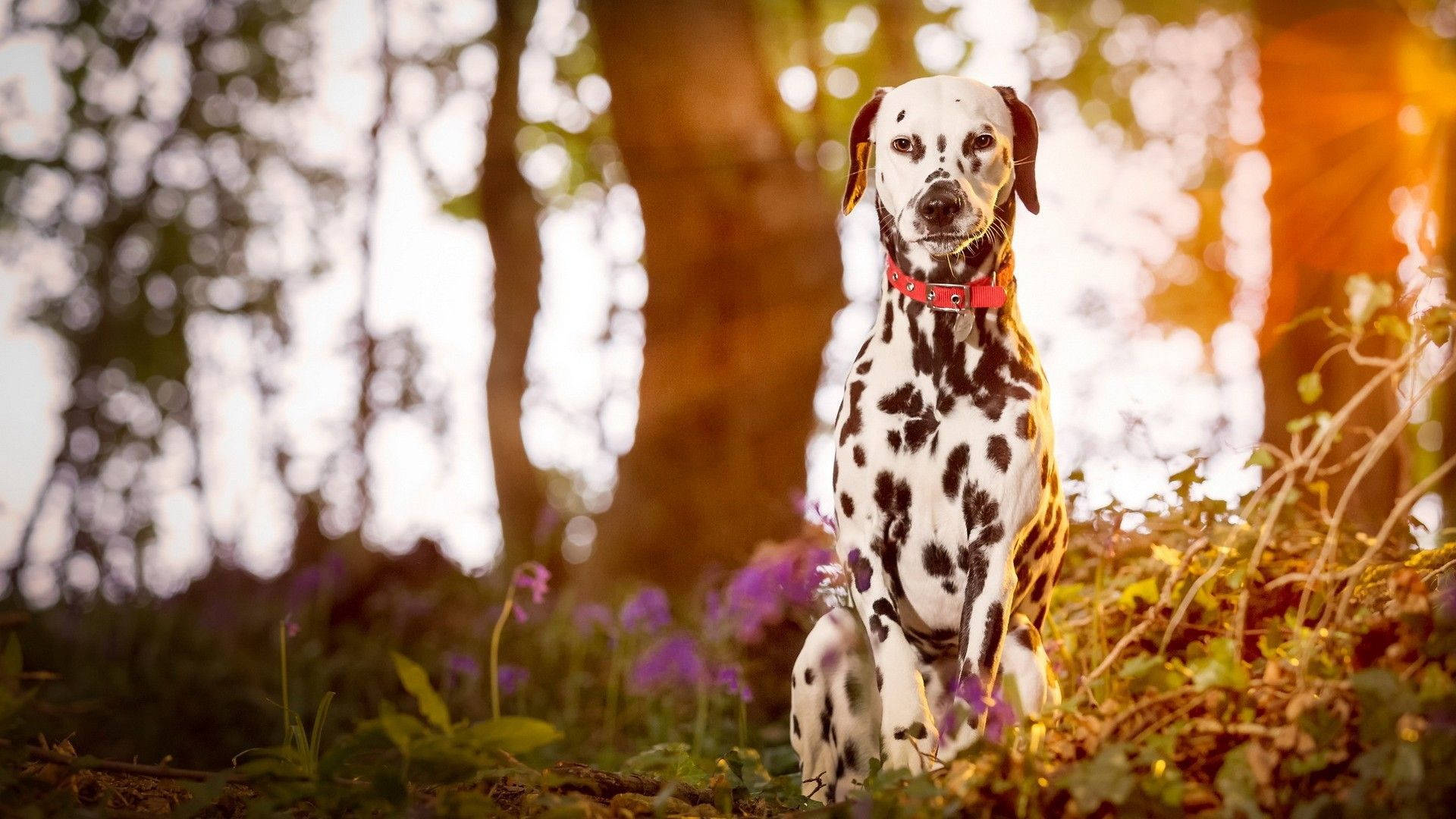 Dalmatian Dog In Magical Forest